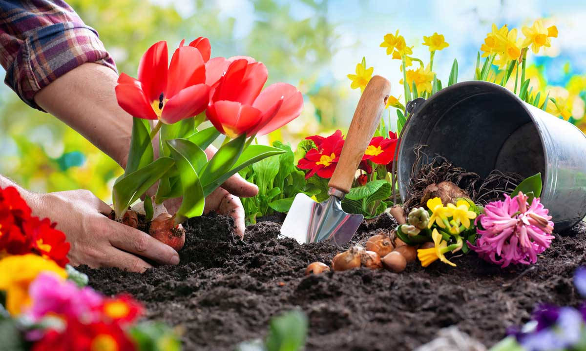 man's hand, vibrant red tulips, rich soil, SD Desktop Wallpaper
