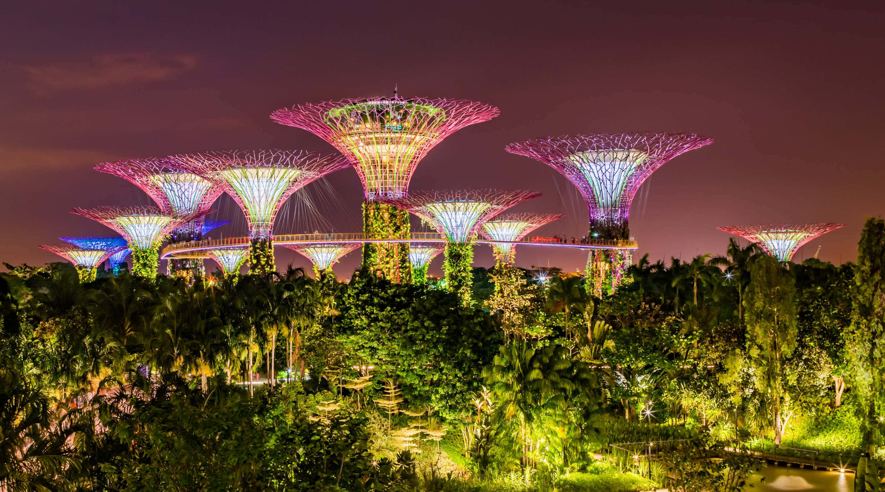 Gardens By The Bay, night illumination, illuminated tree-like structures, 2K Desktop Wallpaper