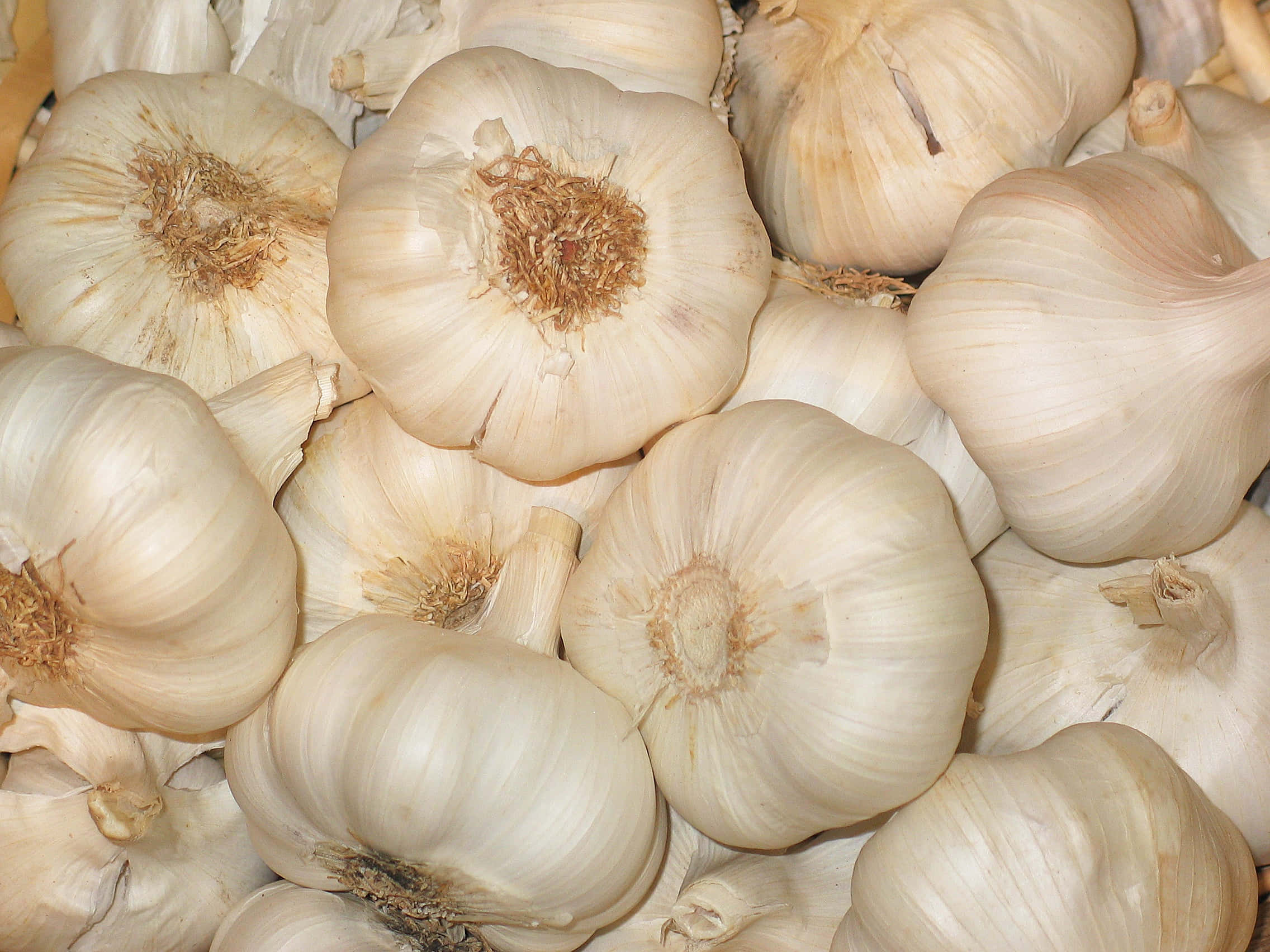 fresh garlic bulbs, papery off-white skins, dried stems, Full HD Desktop Wallpaper