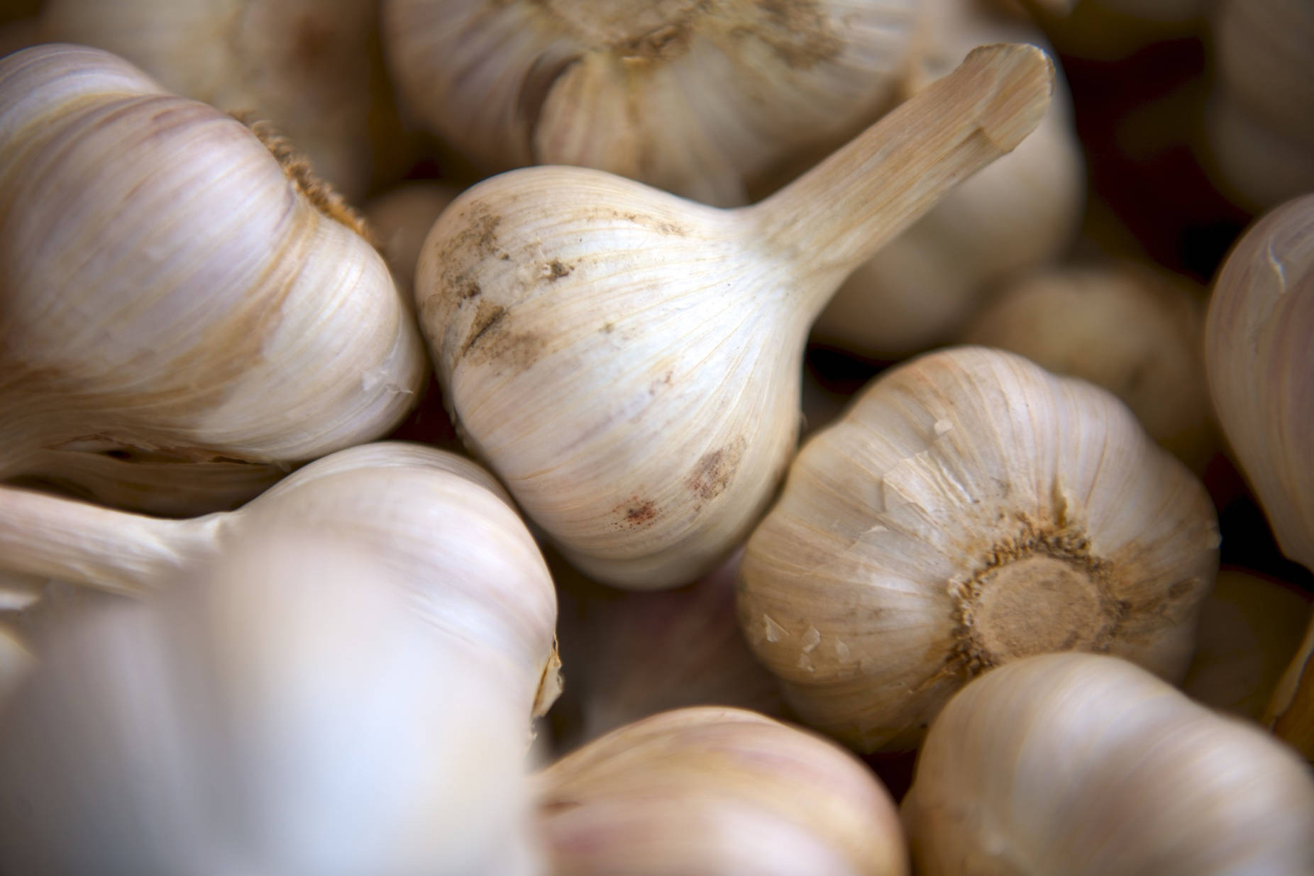 garlic, papery white skins, earthy brown spots, HD Desktop Wallpaper