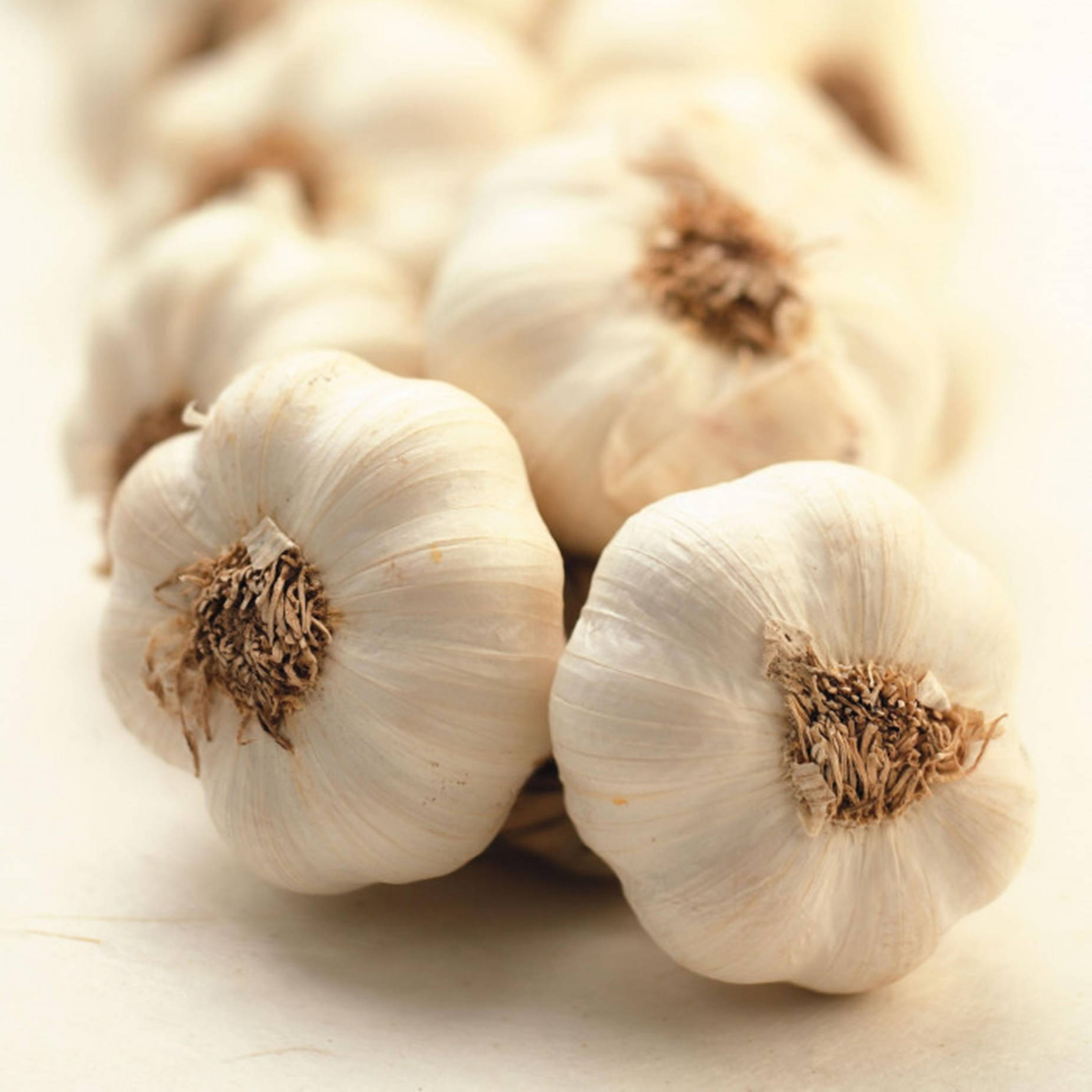 garlic, papery white skins, brown stems, HD Desktop Wallpaper