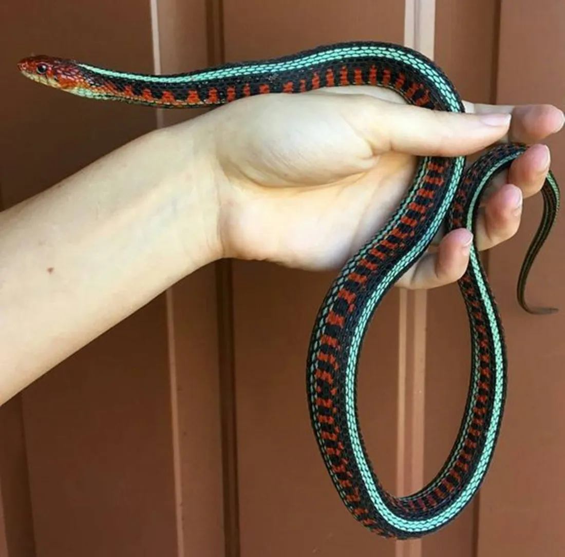 Garter Snake