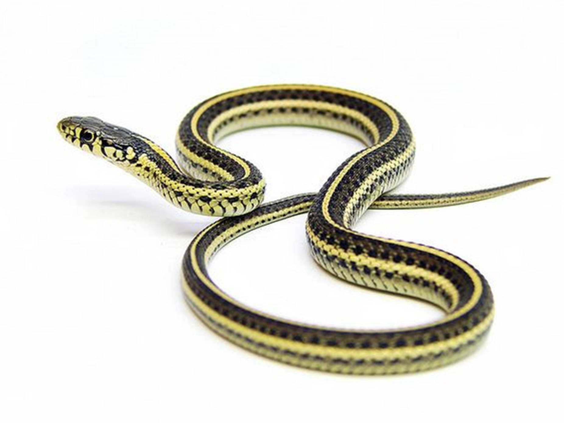 slender plains garter snake, yellow and black pattern, stark white background, HD Desktop Wallpaper