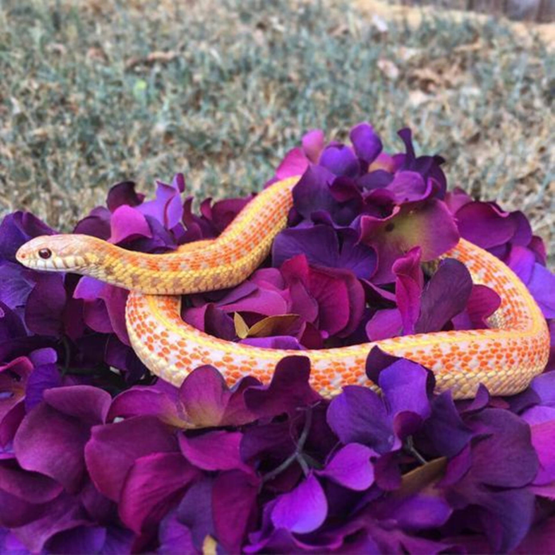 Checkered Garter Snake, orange snake, red spots, HD Desktop Wallpaper
