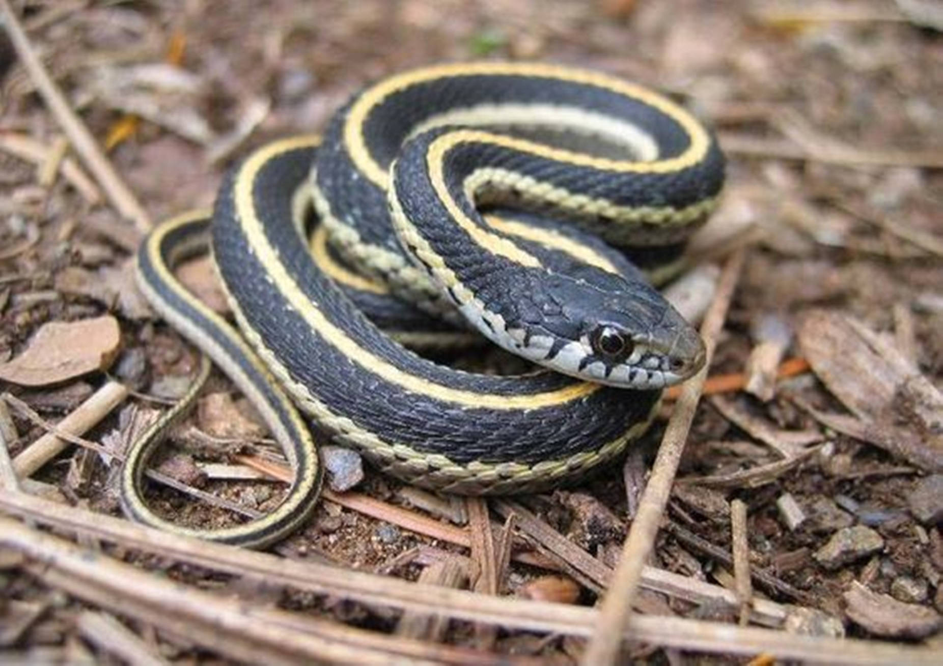 garter snake, black yellow and white stripes, dry brown leaves, HD Desktop Wallpaper