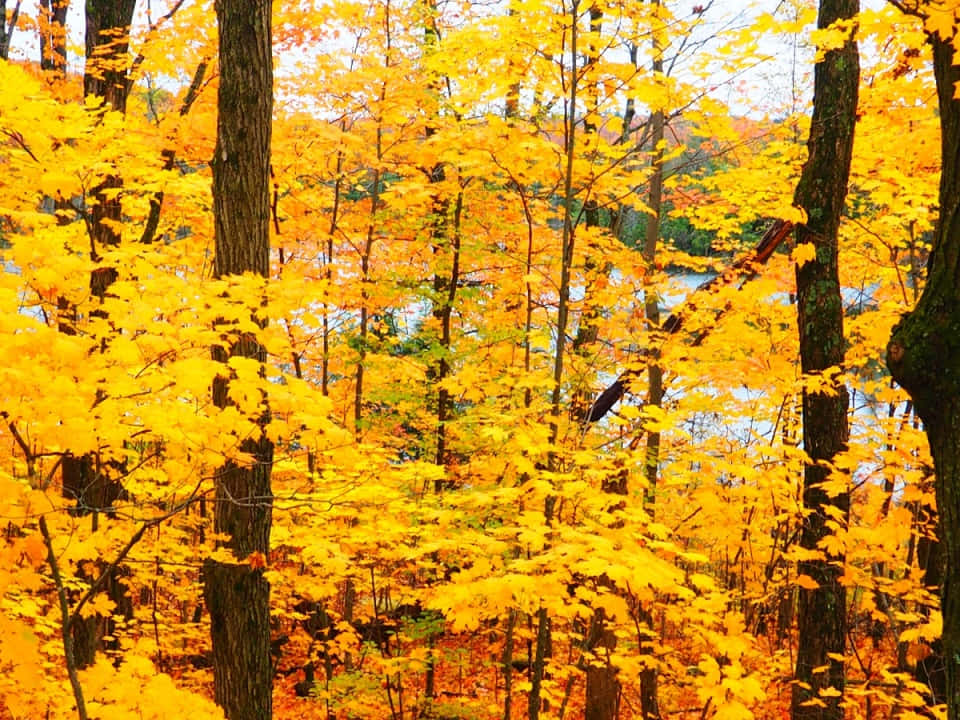 Gatineau, maple leaves, forest canopy, SD Desktop Wallpaper