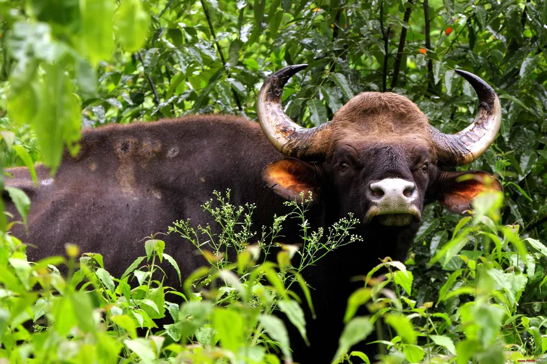 Gaur