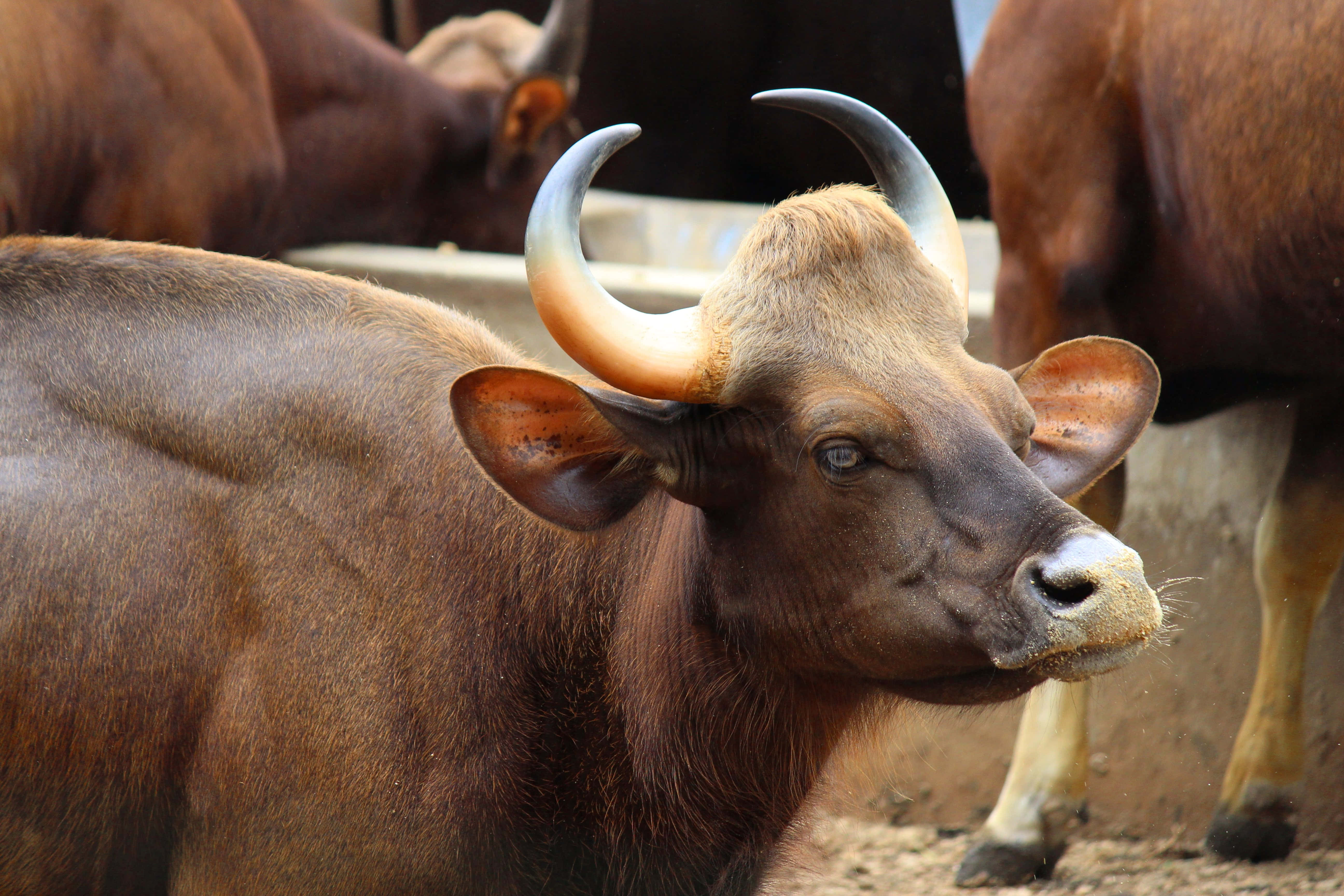 Gaur, brown bull, large curved horns, 5K Desktop Wallpaper