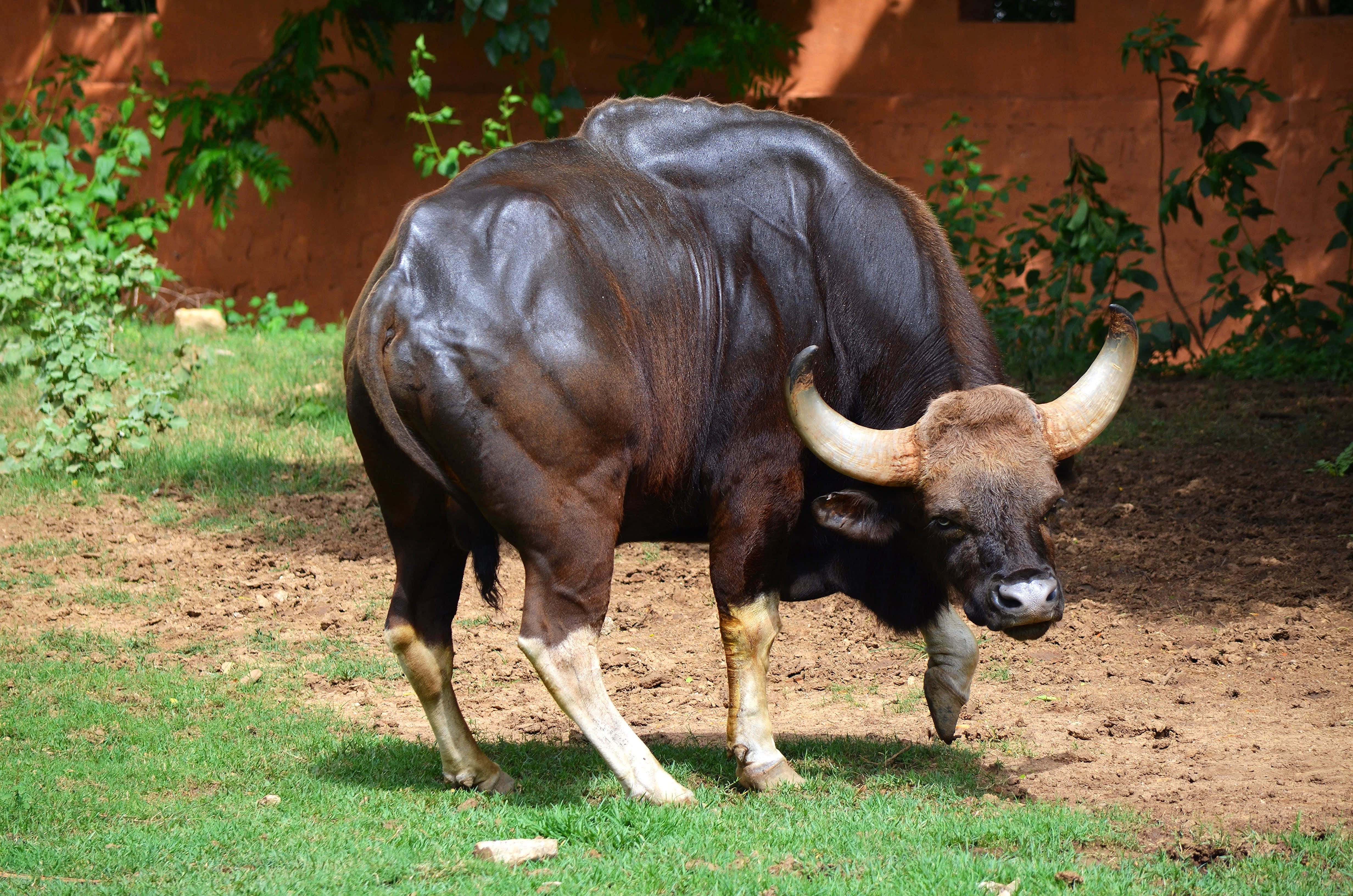 gaur, massive curved horns, grass, 4K Desktop Wallpaper