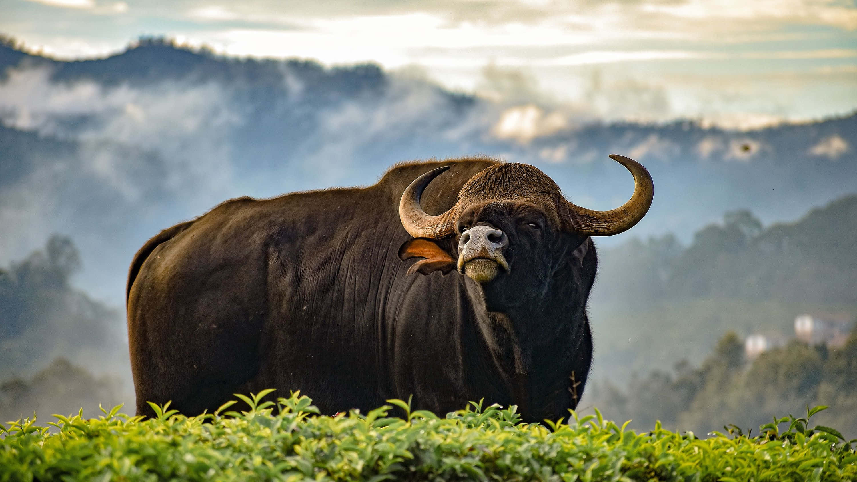 Gaur, dark brown water buffalo, curved horns, 2K Desktop Wallpaper