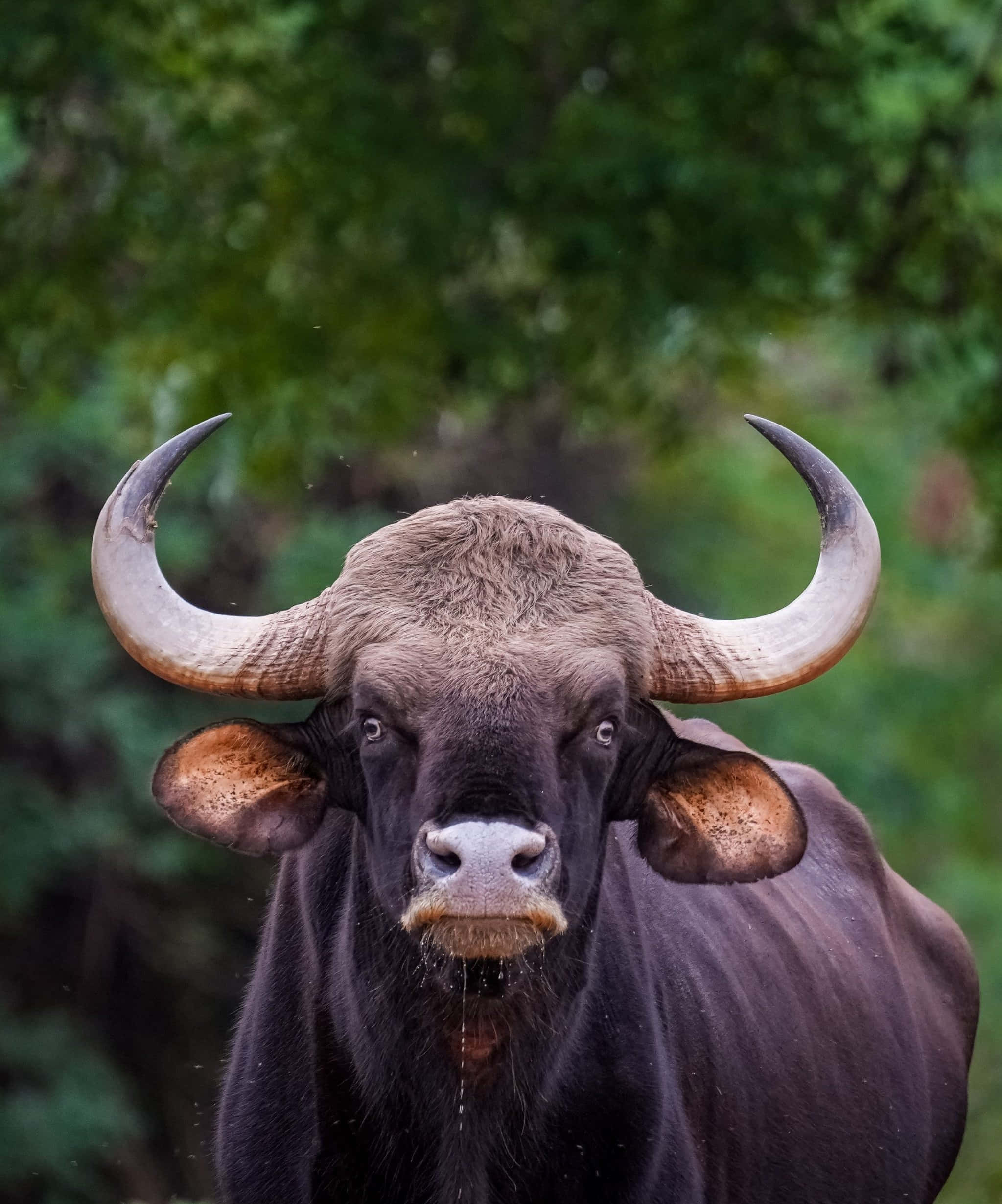 gaur, massive curved horns, lush green forest, Full HD Phone Wallpaper