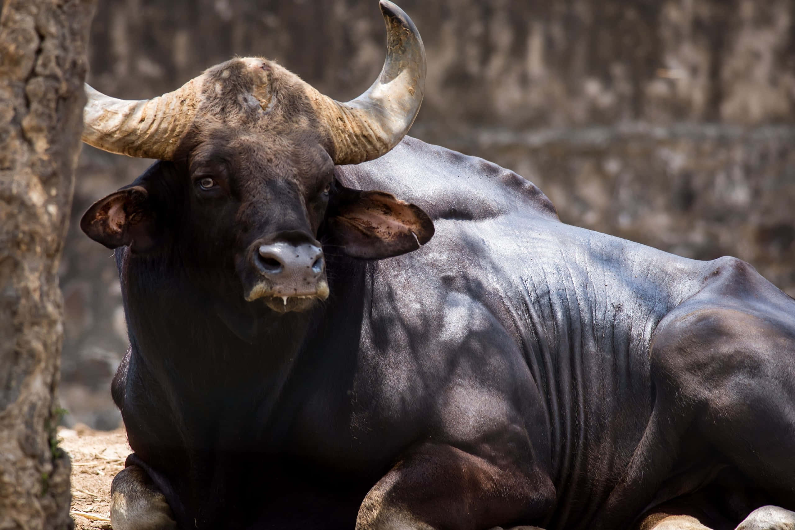 Gaur, black bull, large curved horns, 2K Desktop Wallpaper
