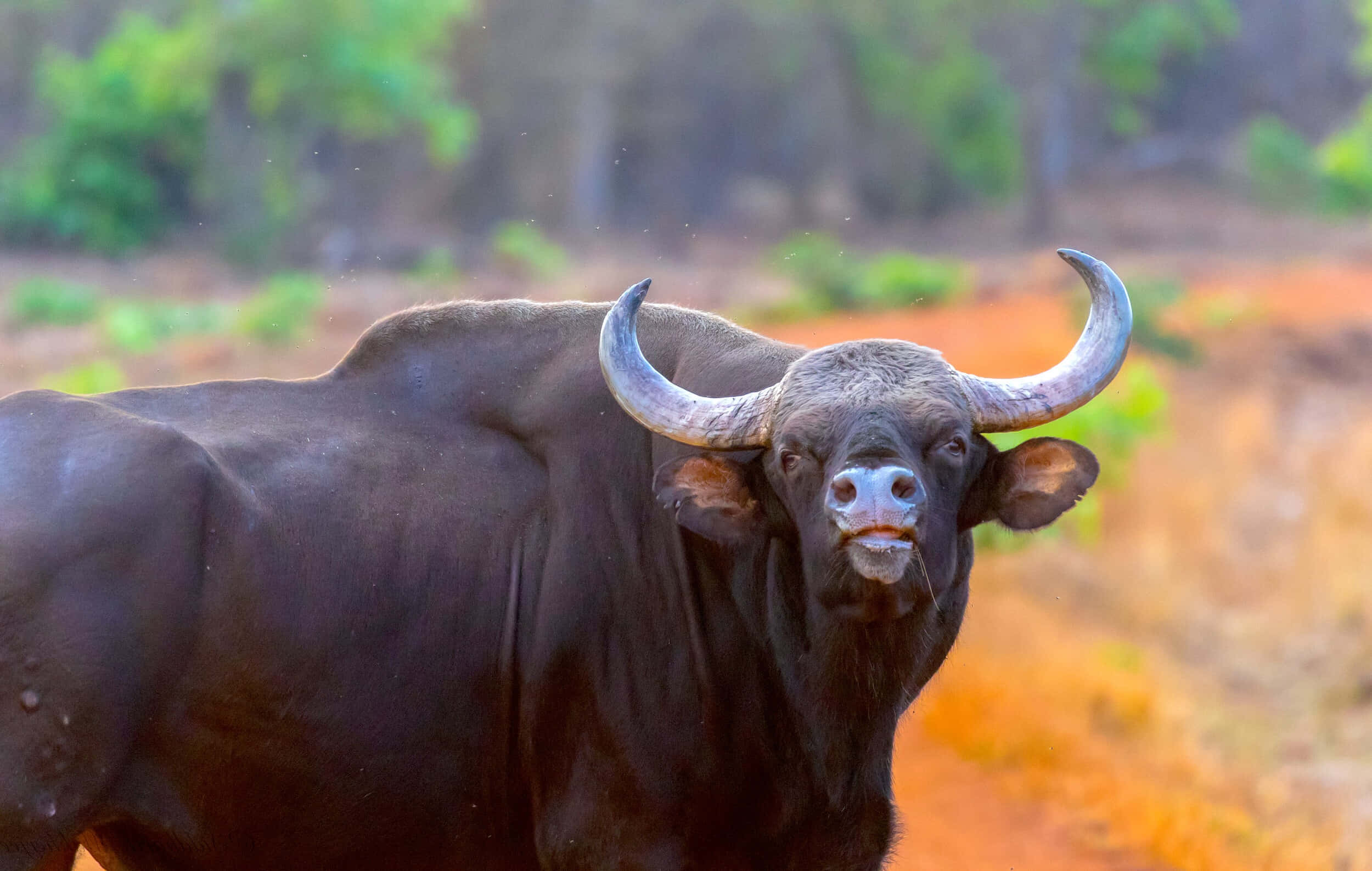 gaur, savanna, sunlit, Full HD Desktop Wallpaper