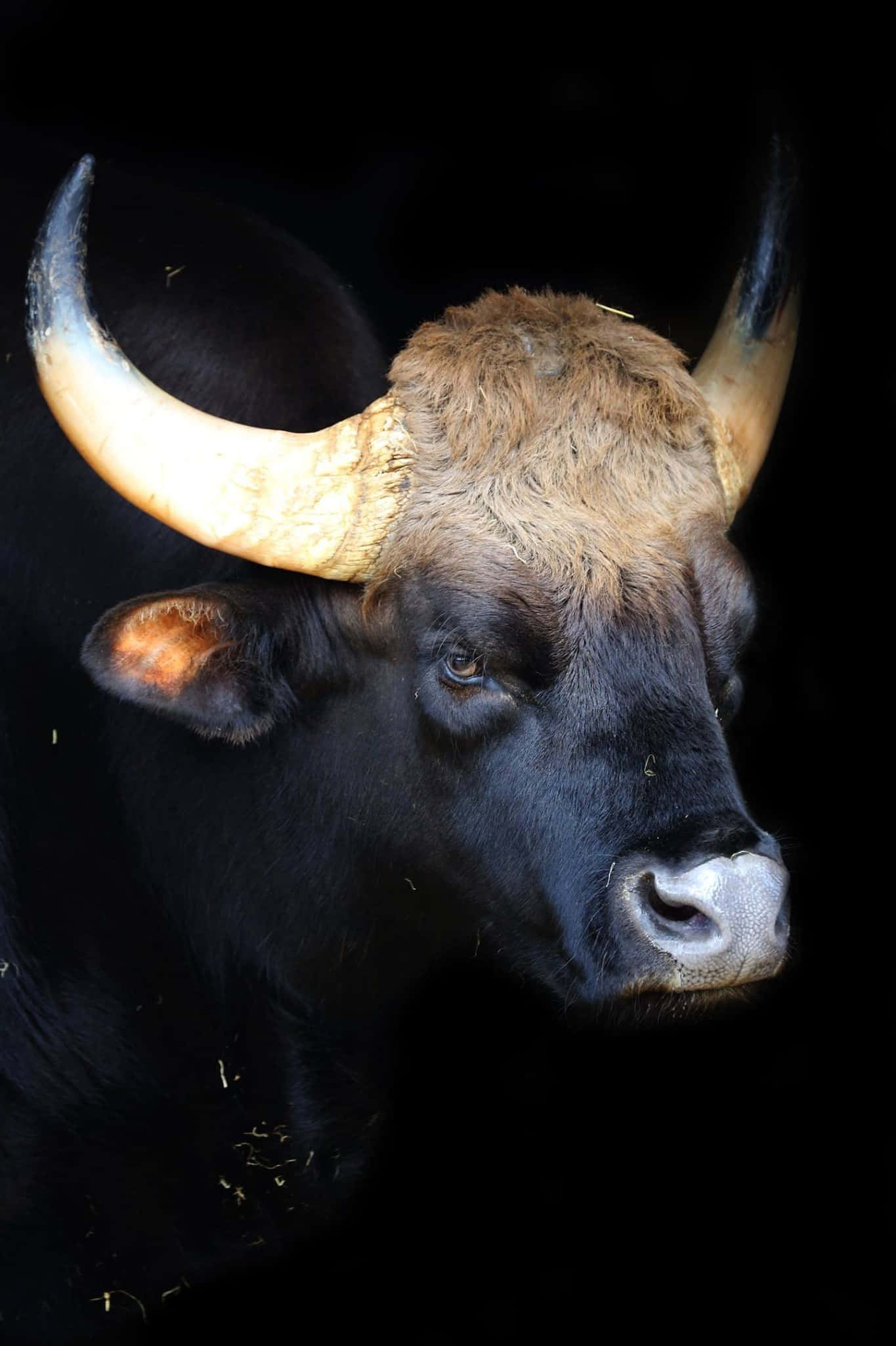 Gaur, black bull, large curved horns, Full HD Phone Wallpaper
