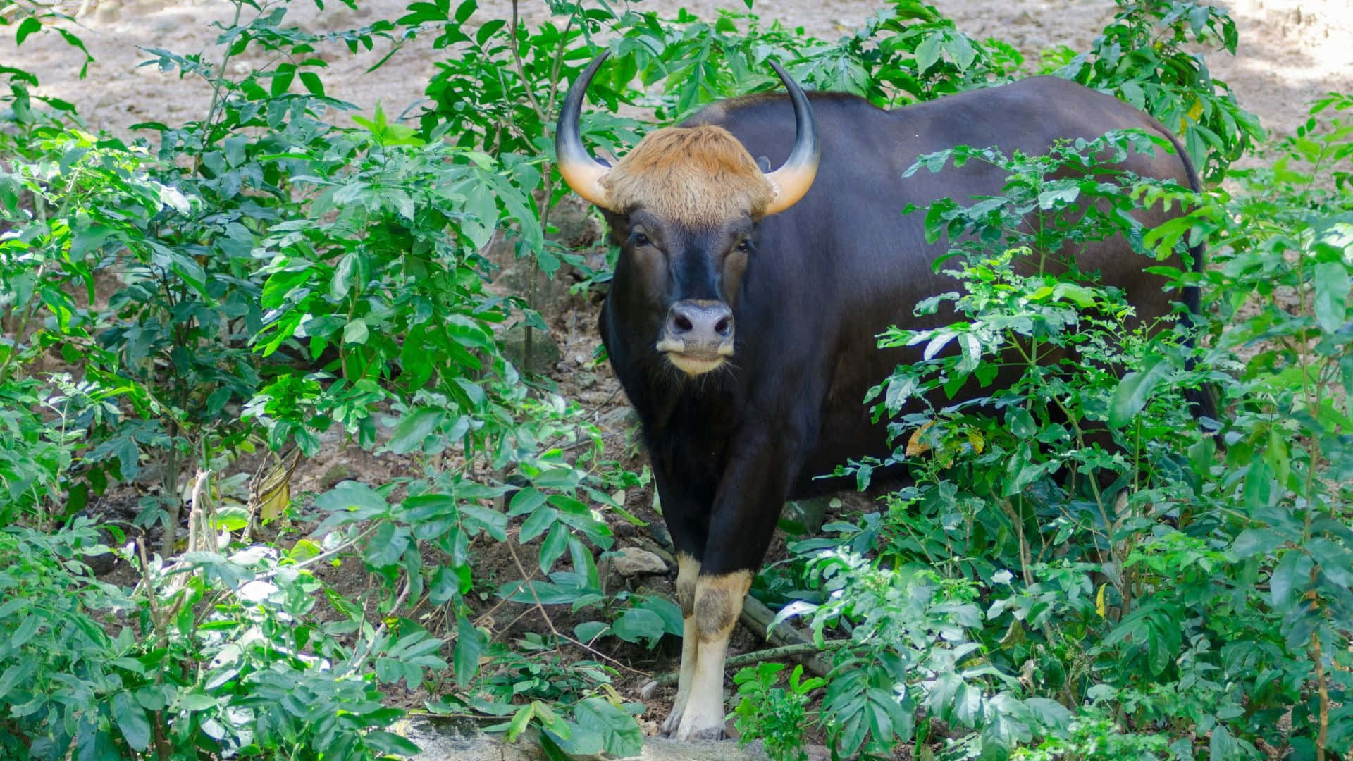 gaur, curved horns, dense green foliage, Full HD Desktop Wallpaper
