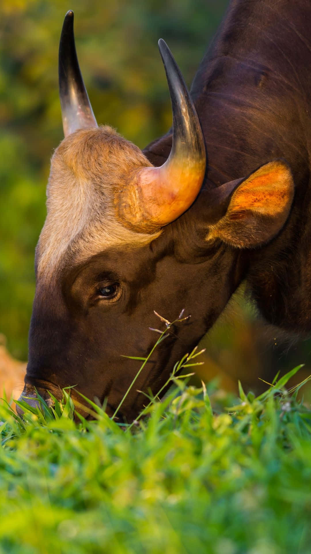 Gaur, dark brown, curved horns, Full HD Phone Wallpaper