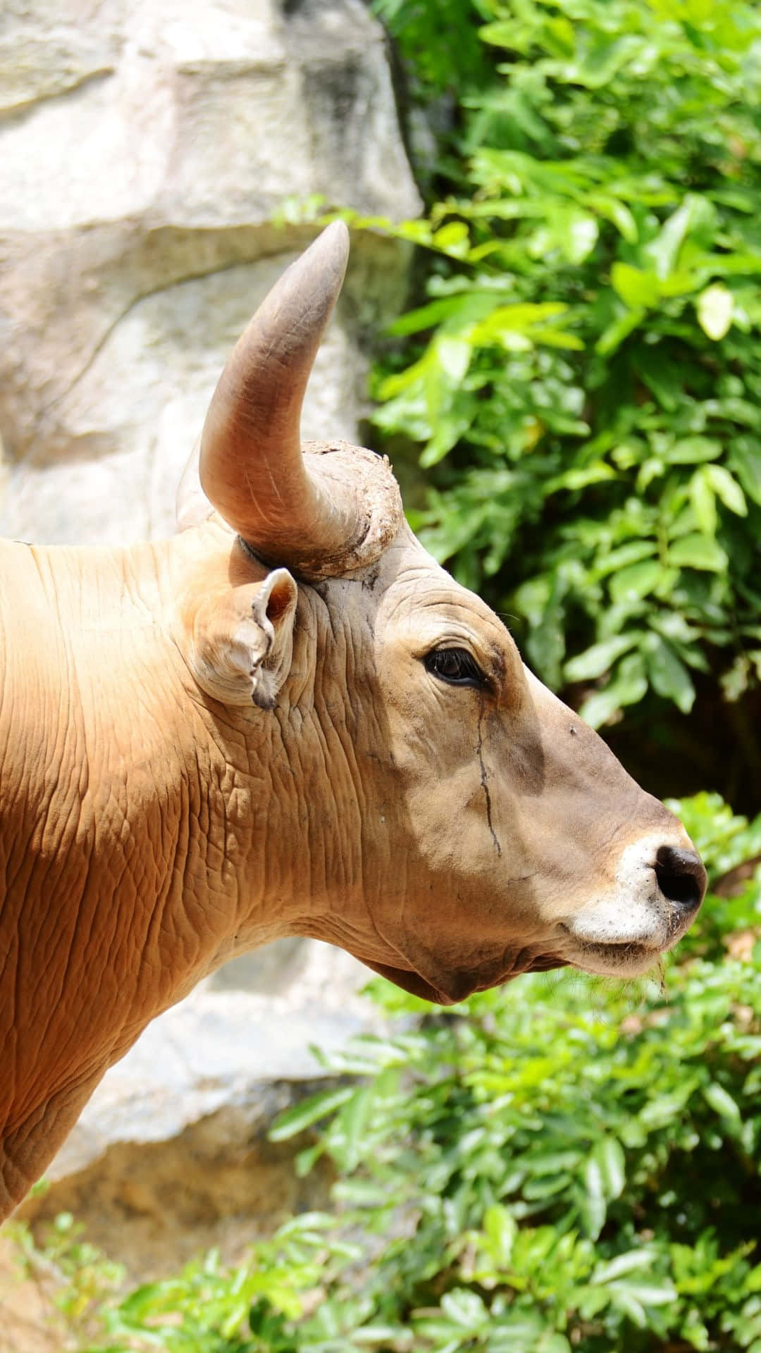 Gaur, brown bull, curved horns, Full HD Phone Wallpaper