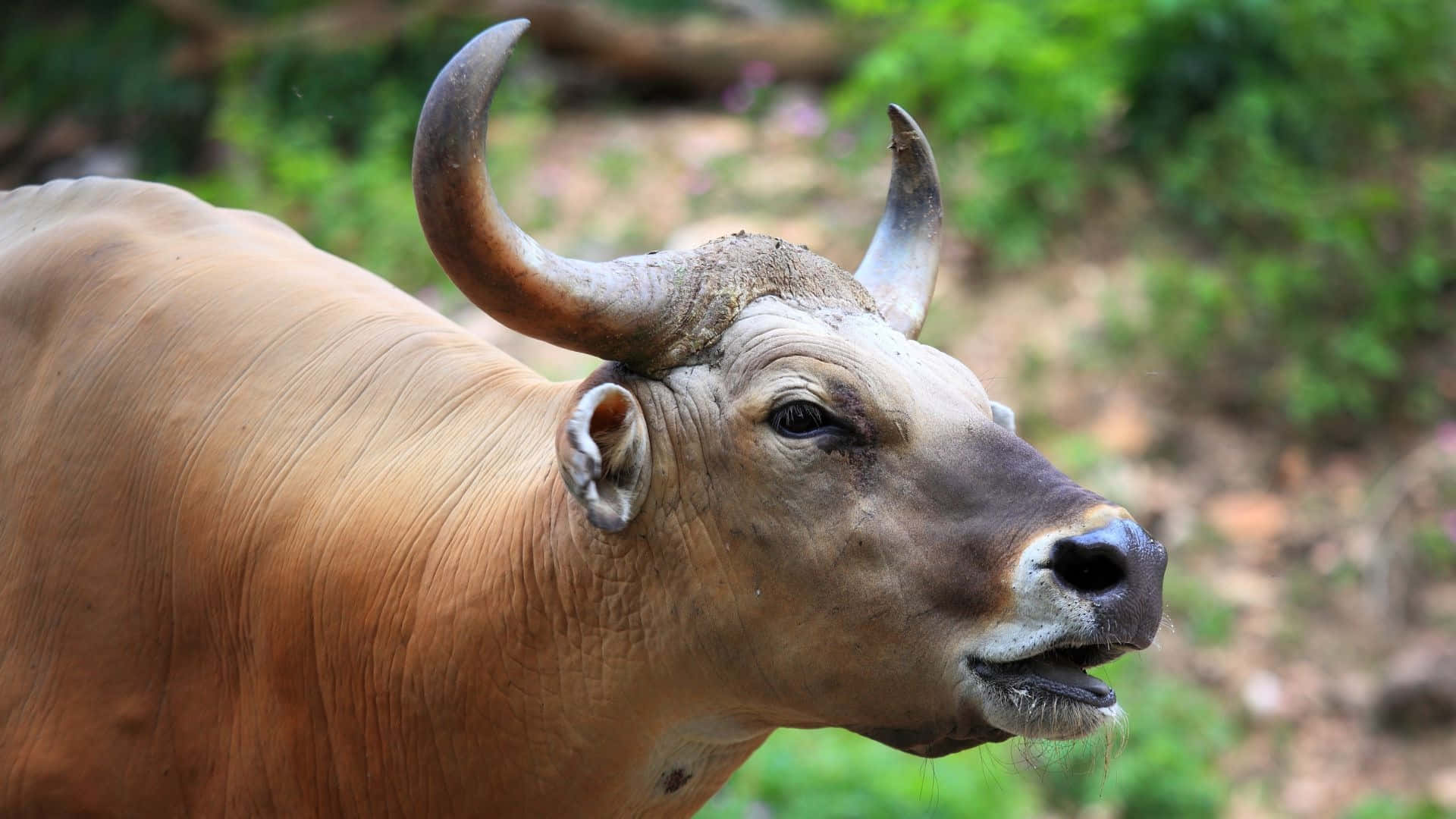 Gaur, brown bull, curved horns, Full HD Desktop Wallpaper