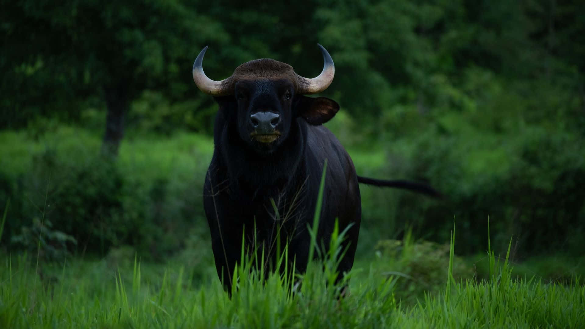 Gaur, black bull, curved horns, Full HD Desktop Wallpaper