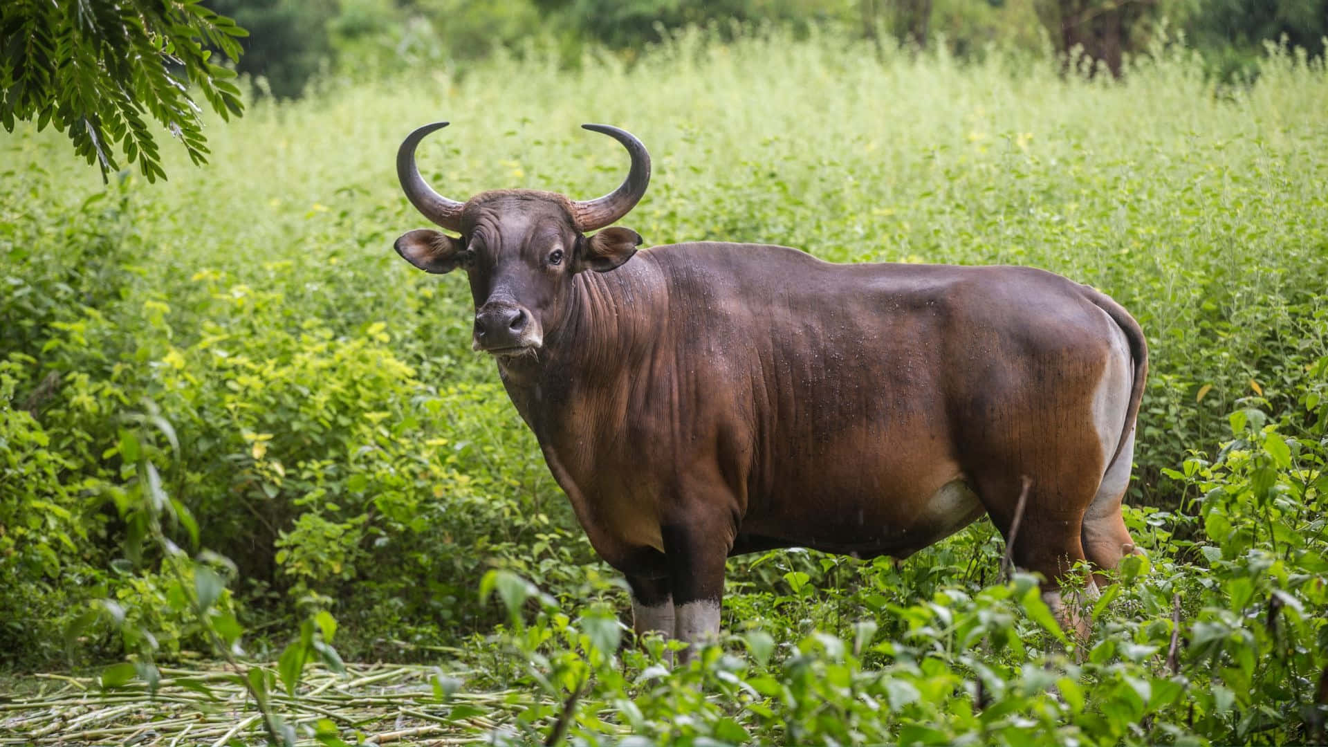 Gaur, dark brown, curved horns, Full HD Desktop Wallpaper