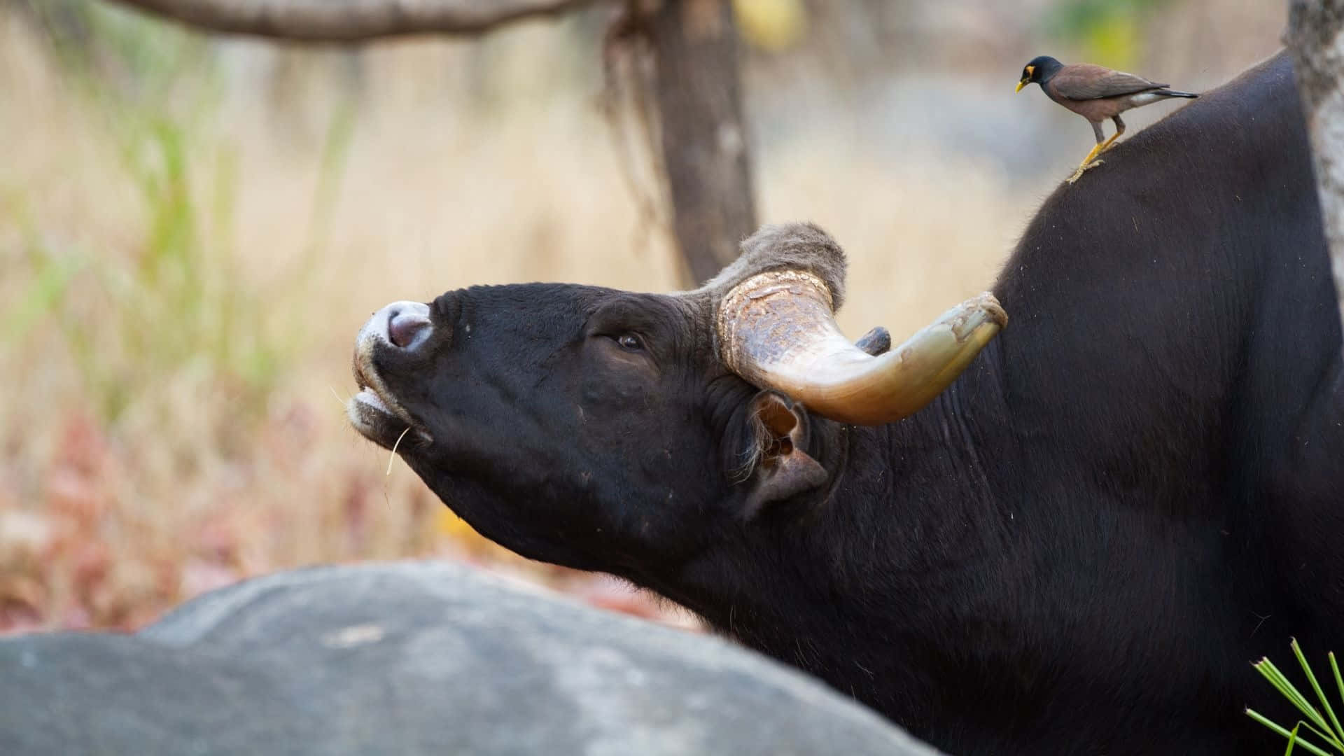 Gaur, black bull, curved horns, Full HD Desktop Wallpaper