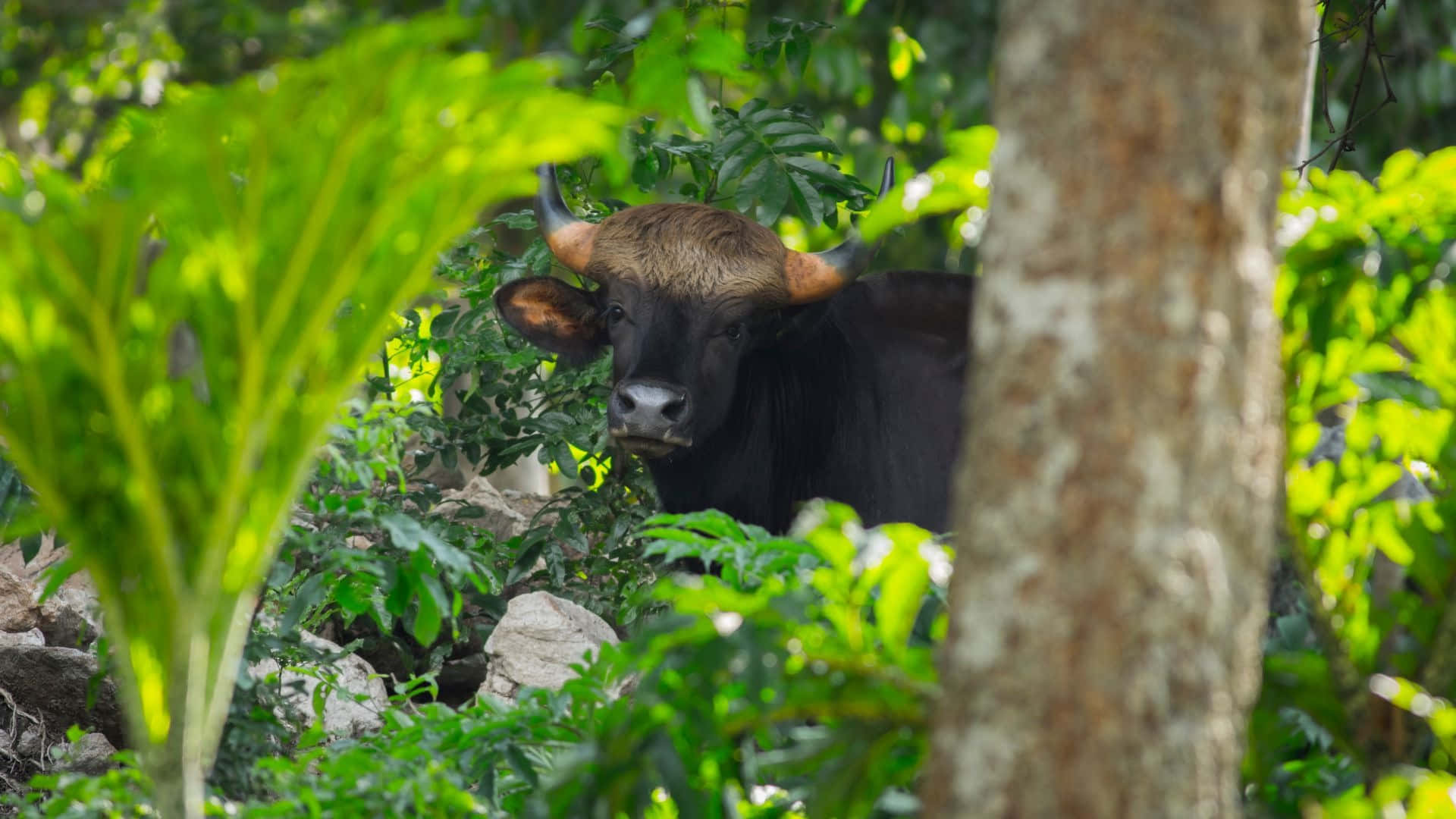 Gaur, forest greenery, dense green foliage, Full HD Desktop Wallpaper