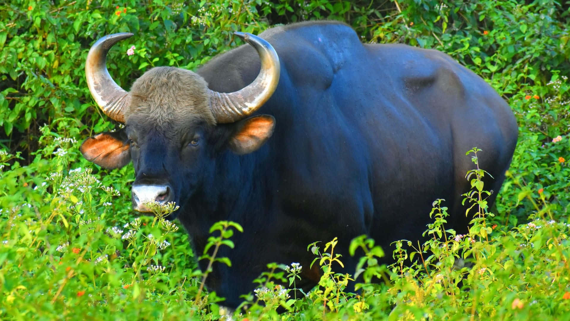 Gaur, dark bull, curved horns, Full HD Desktop Wallpaper