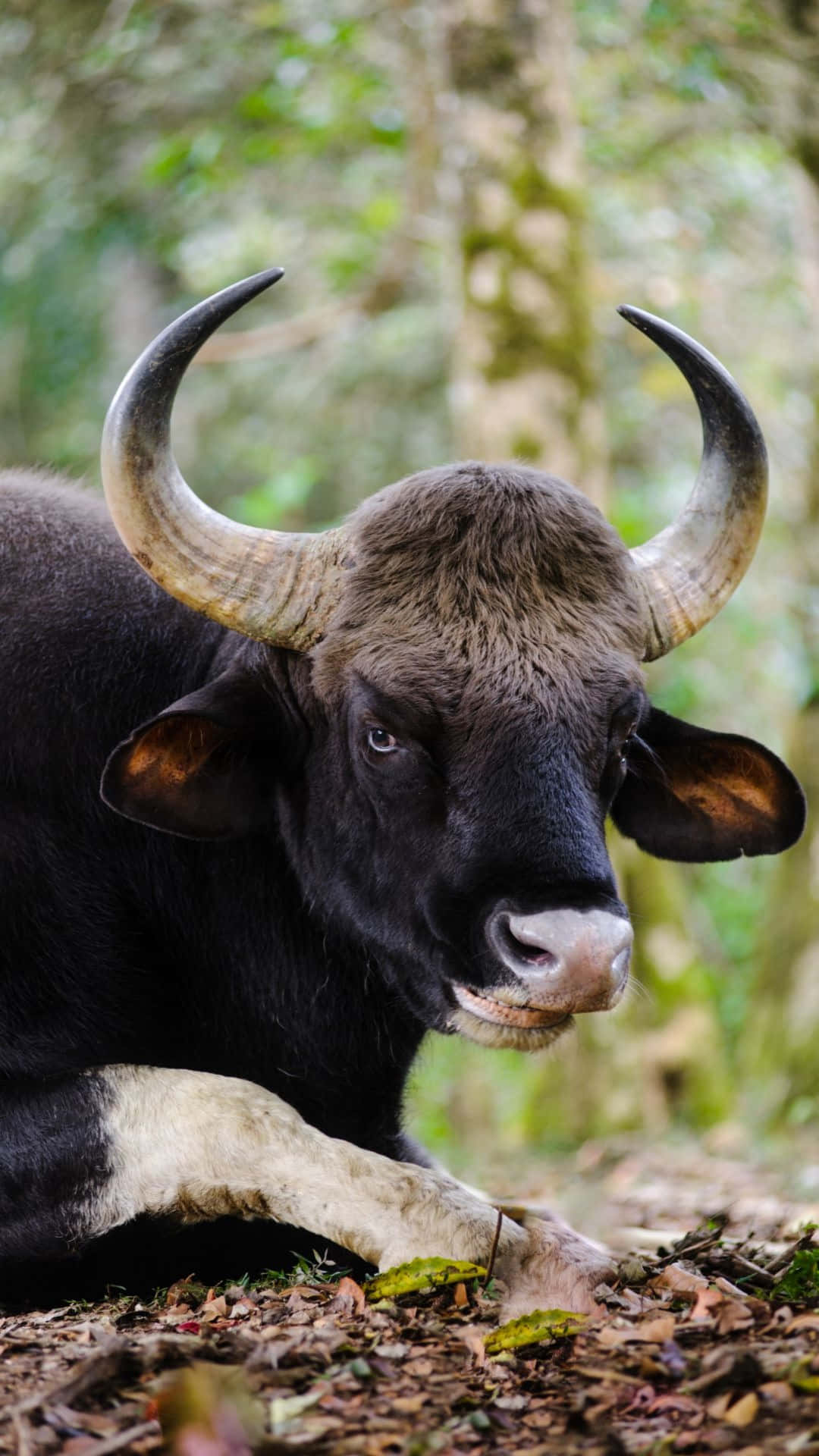 gaur, gaurin, natural habitat, Full HD Phone Wallpaper