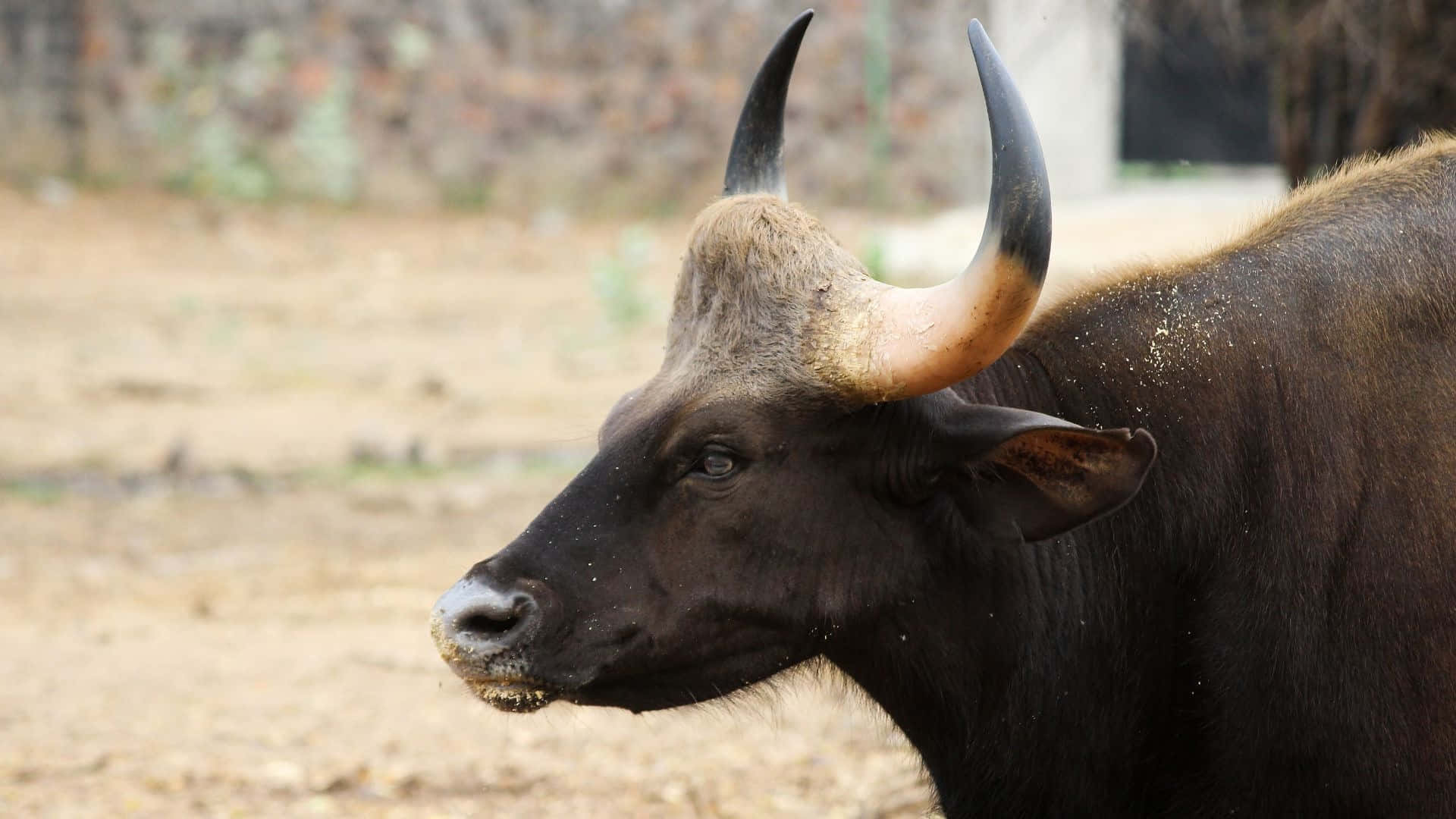Gaur, dark brown, curved horns, Full HD Desktop Wallpaper