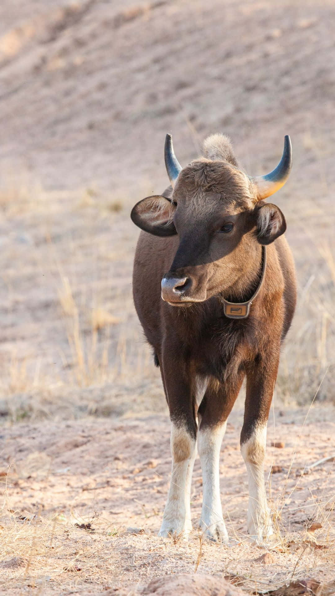 Gaur, wild water buffalo, dry grassland, Full HD Phone Wallpaper