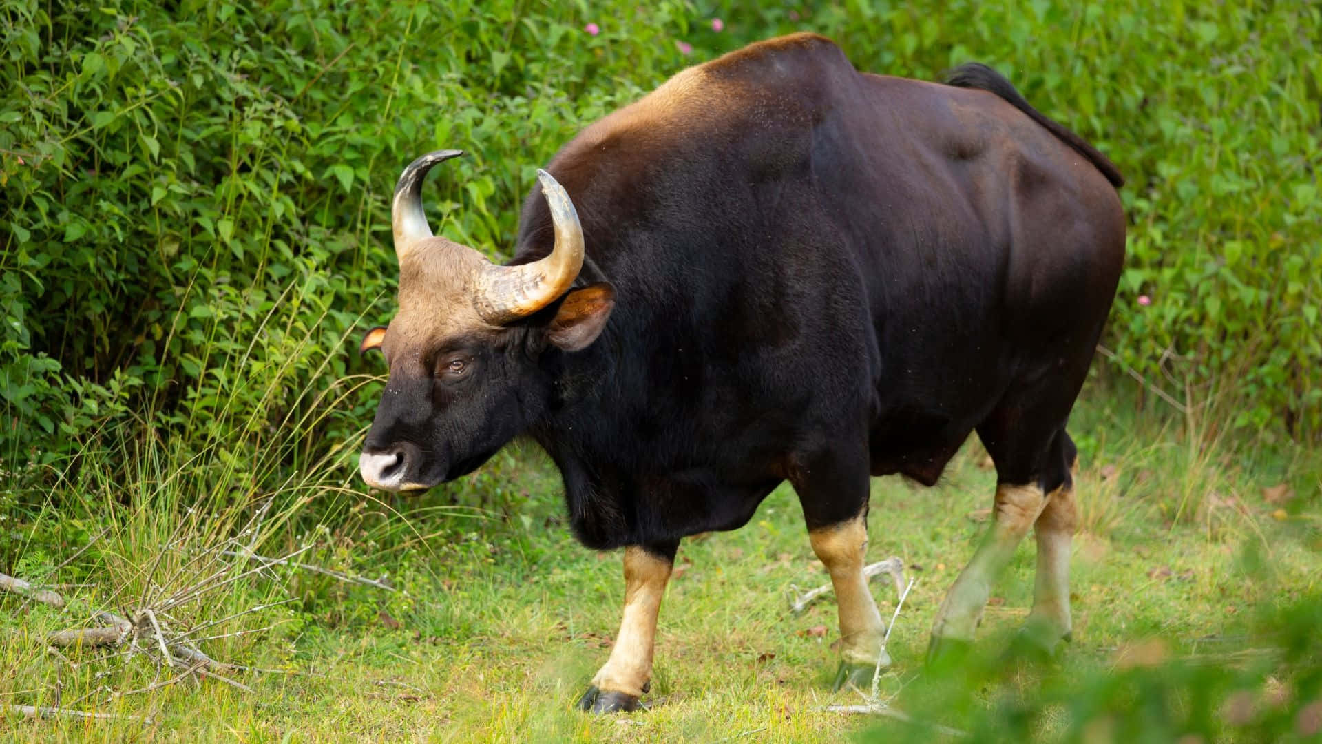 gaur, curved horns, lush green forest clearing, Full HD Desktop Wallpaper