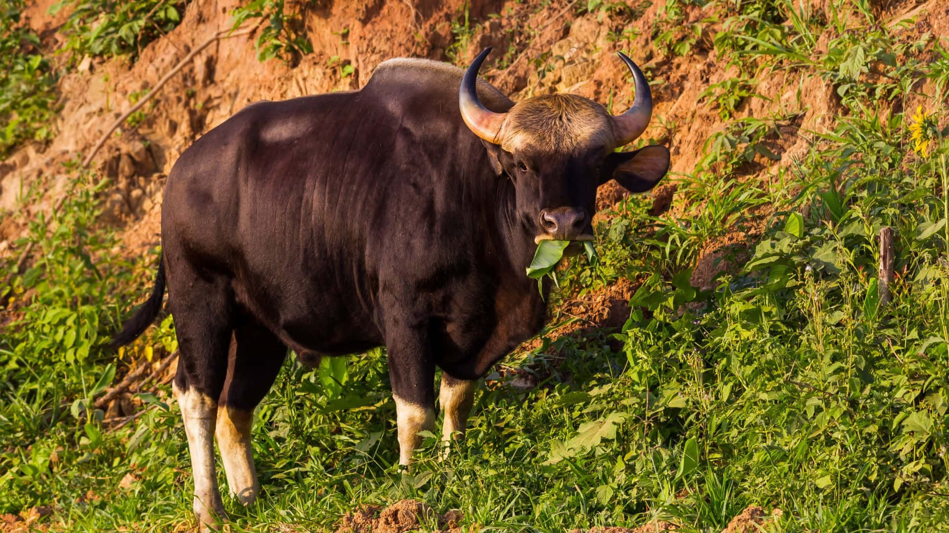 Gaur, black bull, curved horns, Full HD Desktop Wallpaper