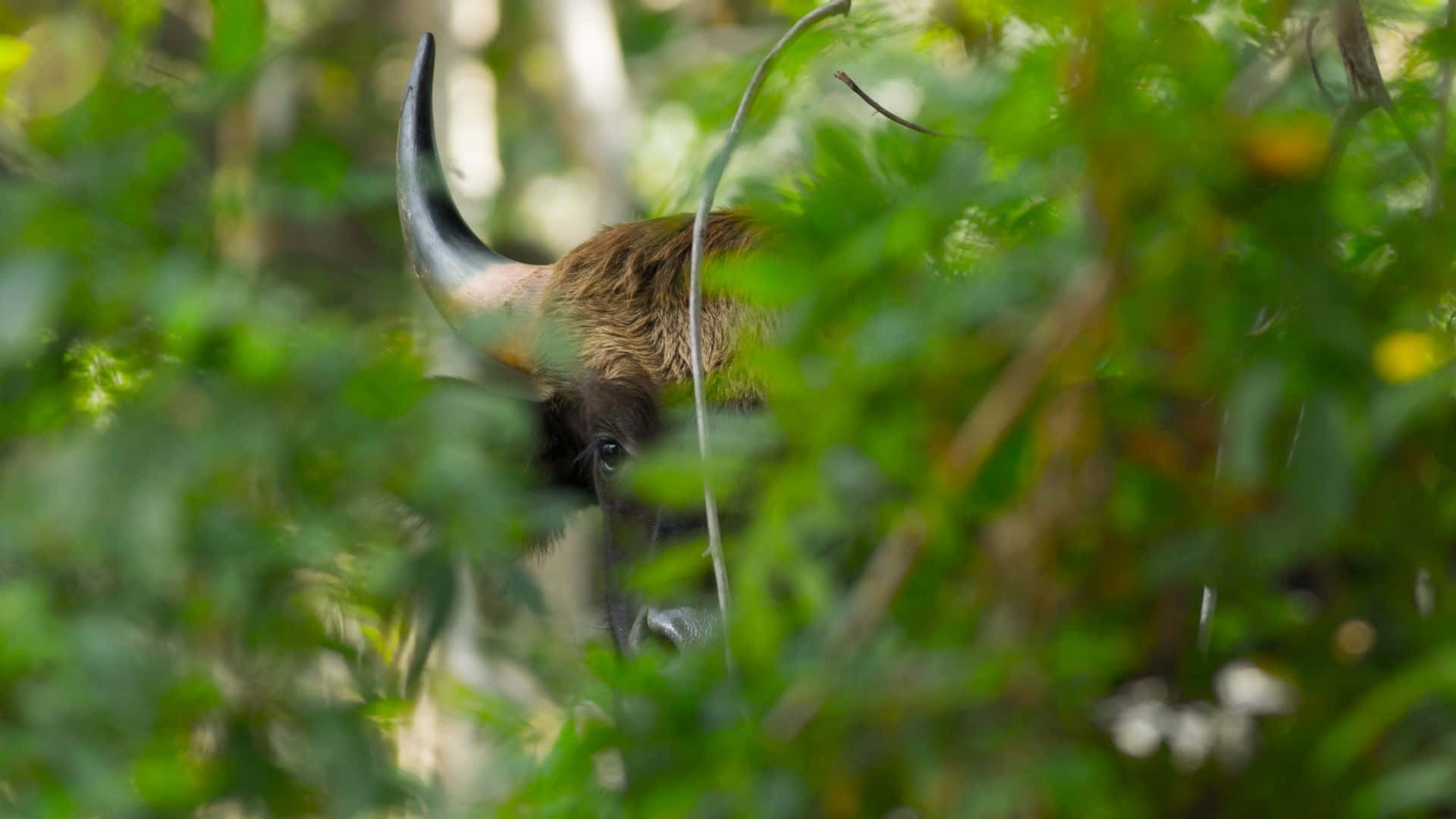 Gaur, foliage, sunlit forest, Full HD Desktop Wallpaper