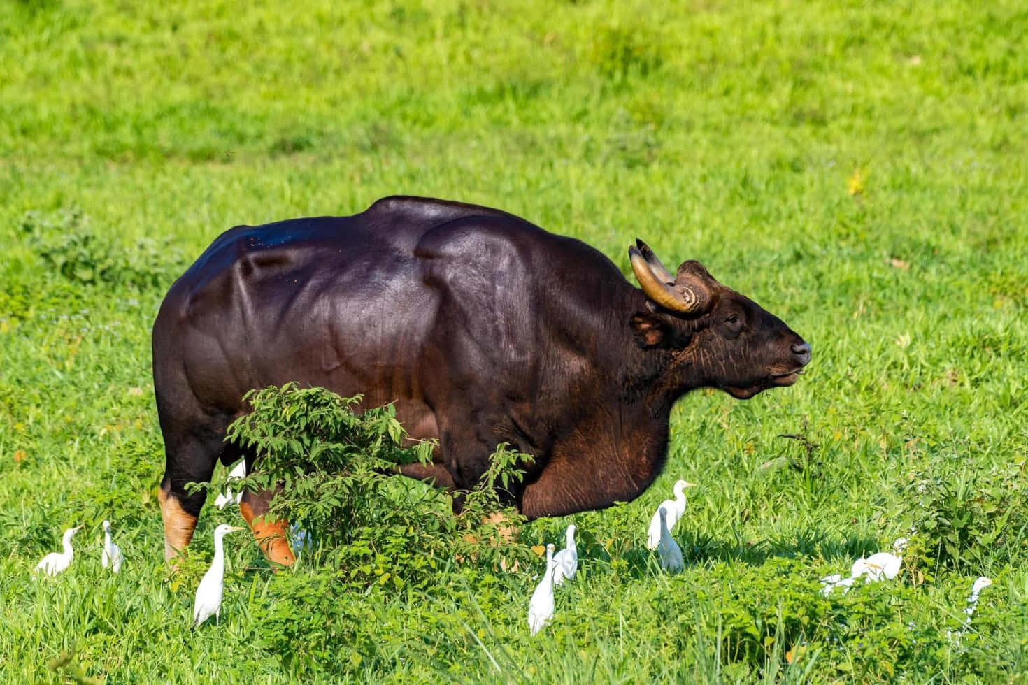 Gaur, green meadow, vibrant green grass, HD Desktop Wallpaper