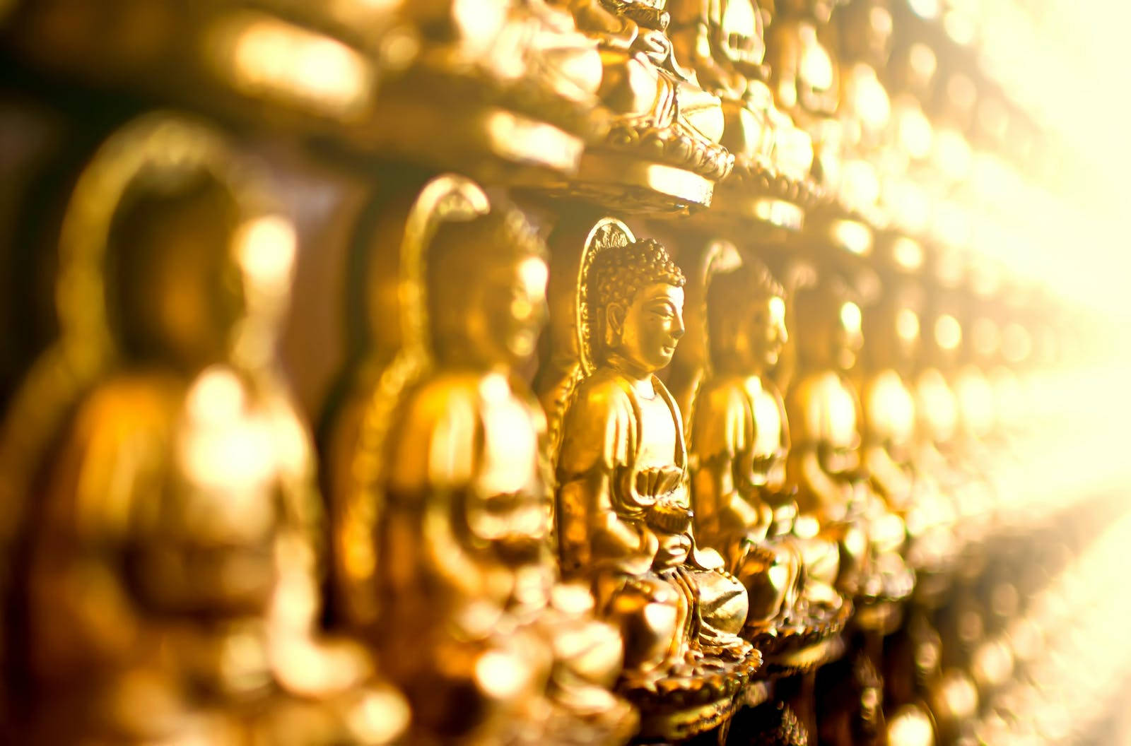 Gautam Buddha, golden statues, serene rows, HD Desktop Wallpaper