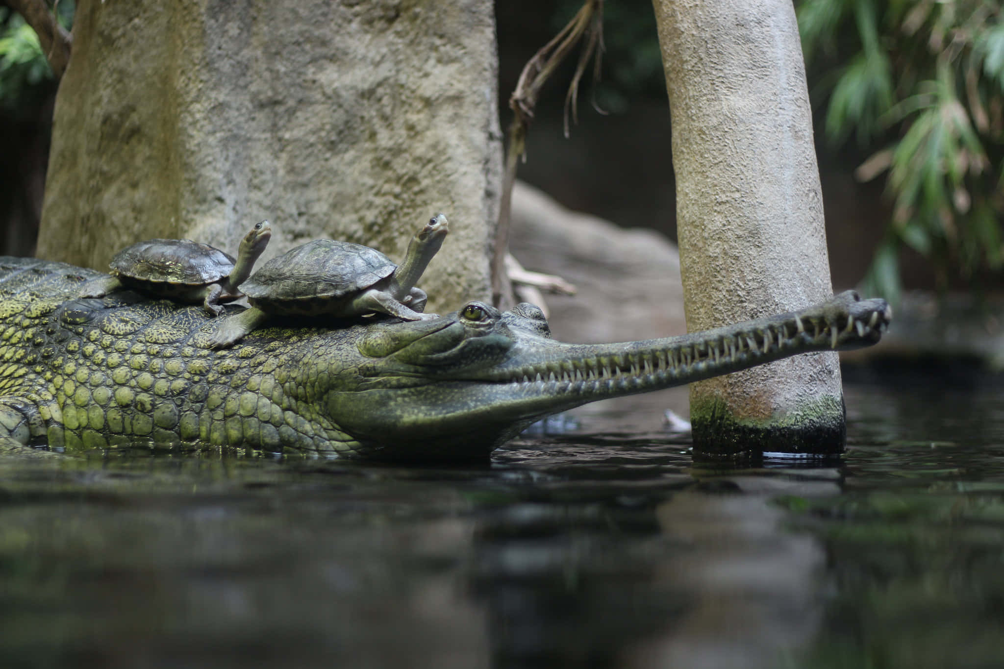 gharial, turtles, murky water, Full HD Desktop Wallpaper
