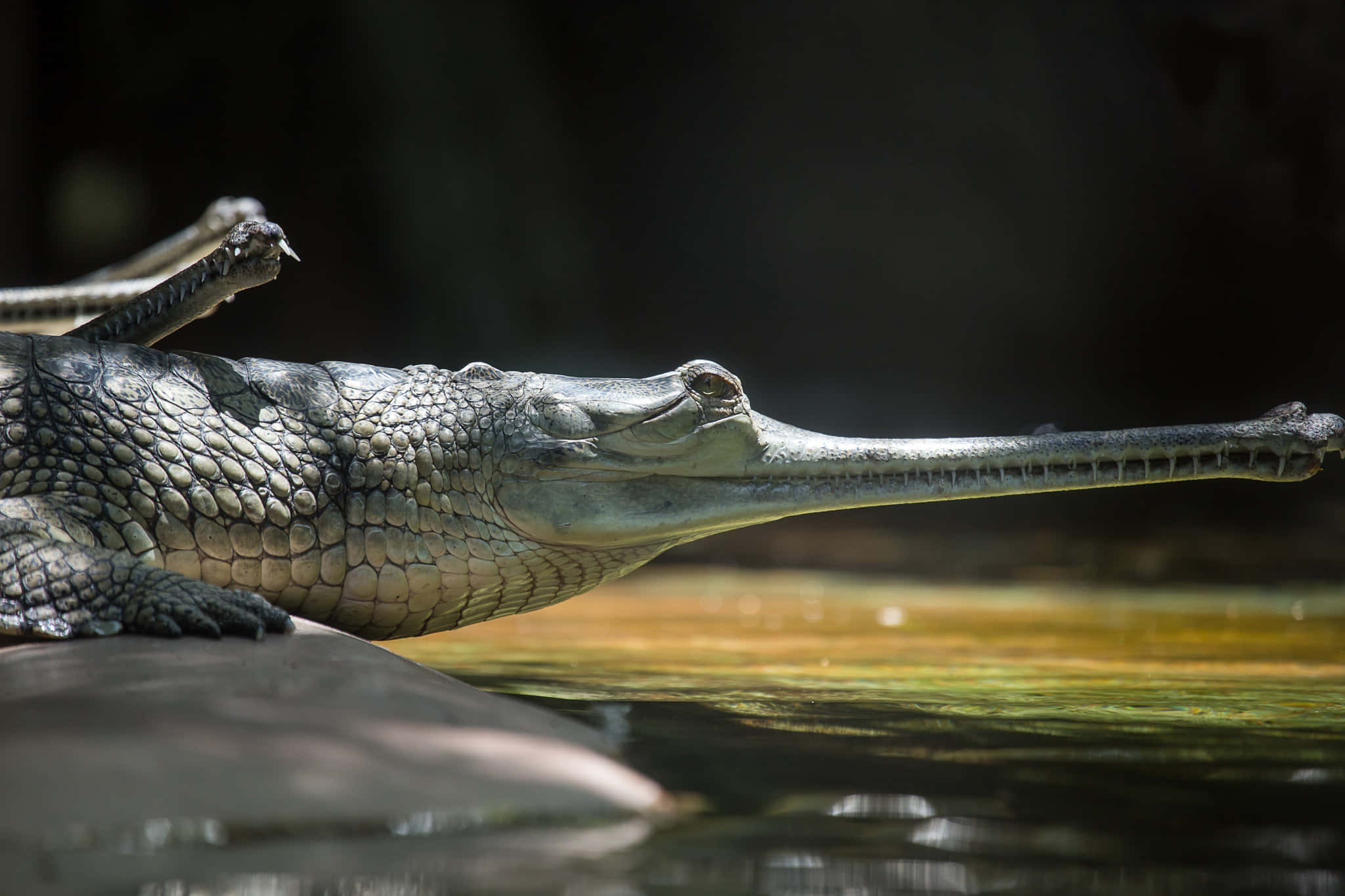 gharial, basking, sunlight, Full HD Desktop Wallpaper