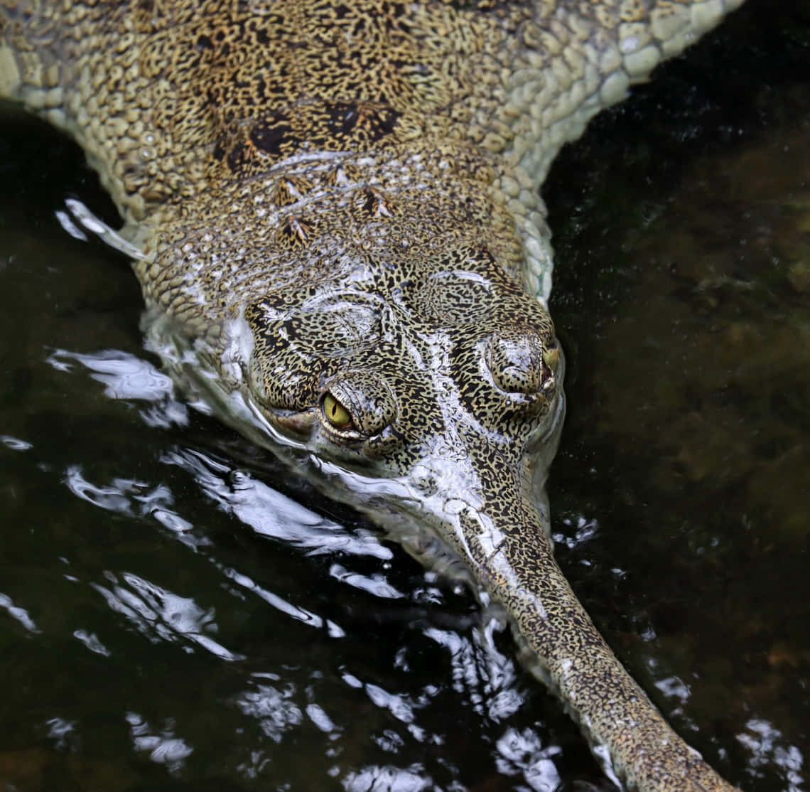 gharial, textured snout, eye, SD Desktop Wallpaper