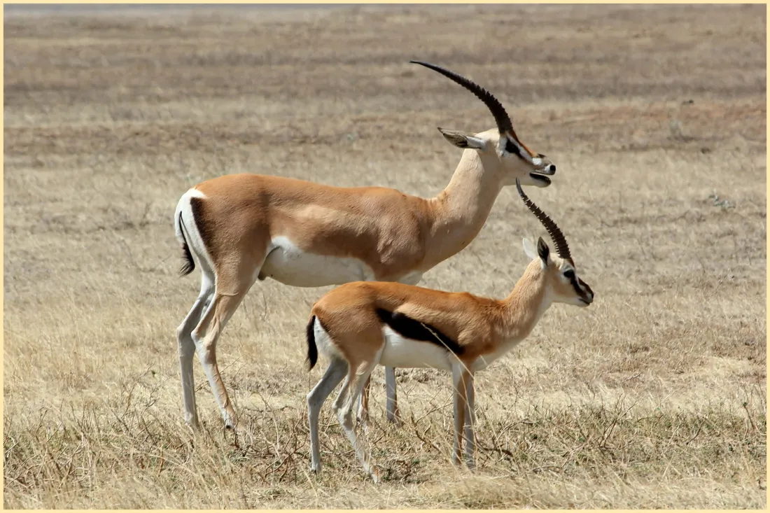 Gazelle
