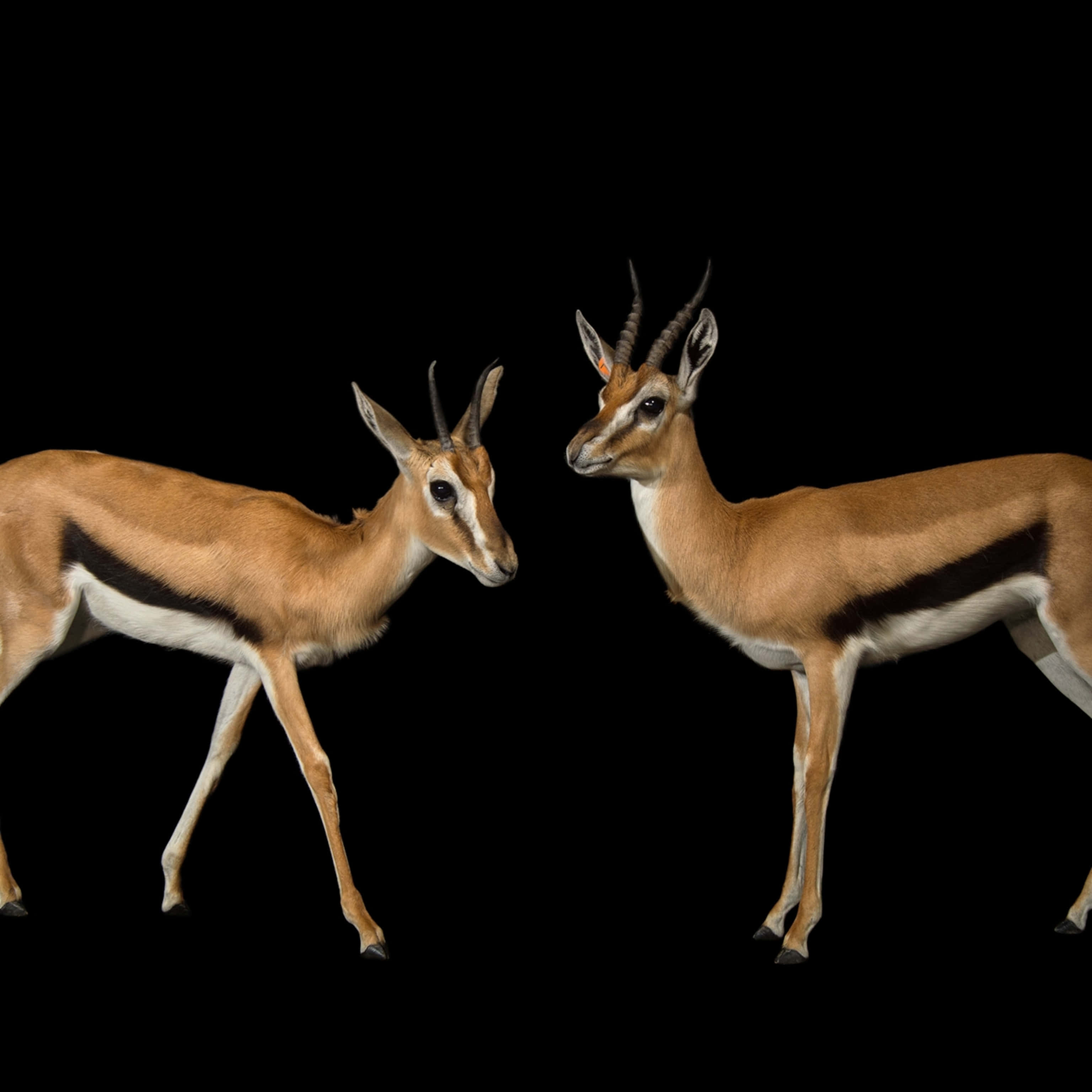 gazelle, tan coats, black background, 2K Desktop Wallpaper