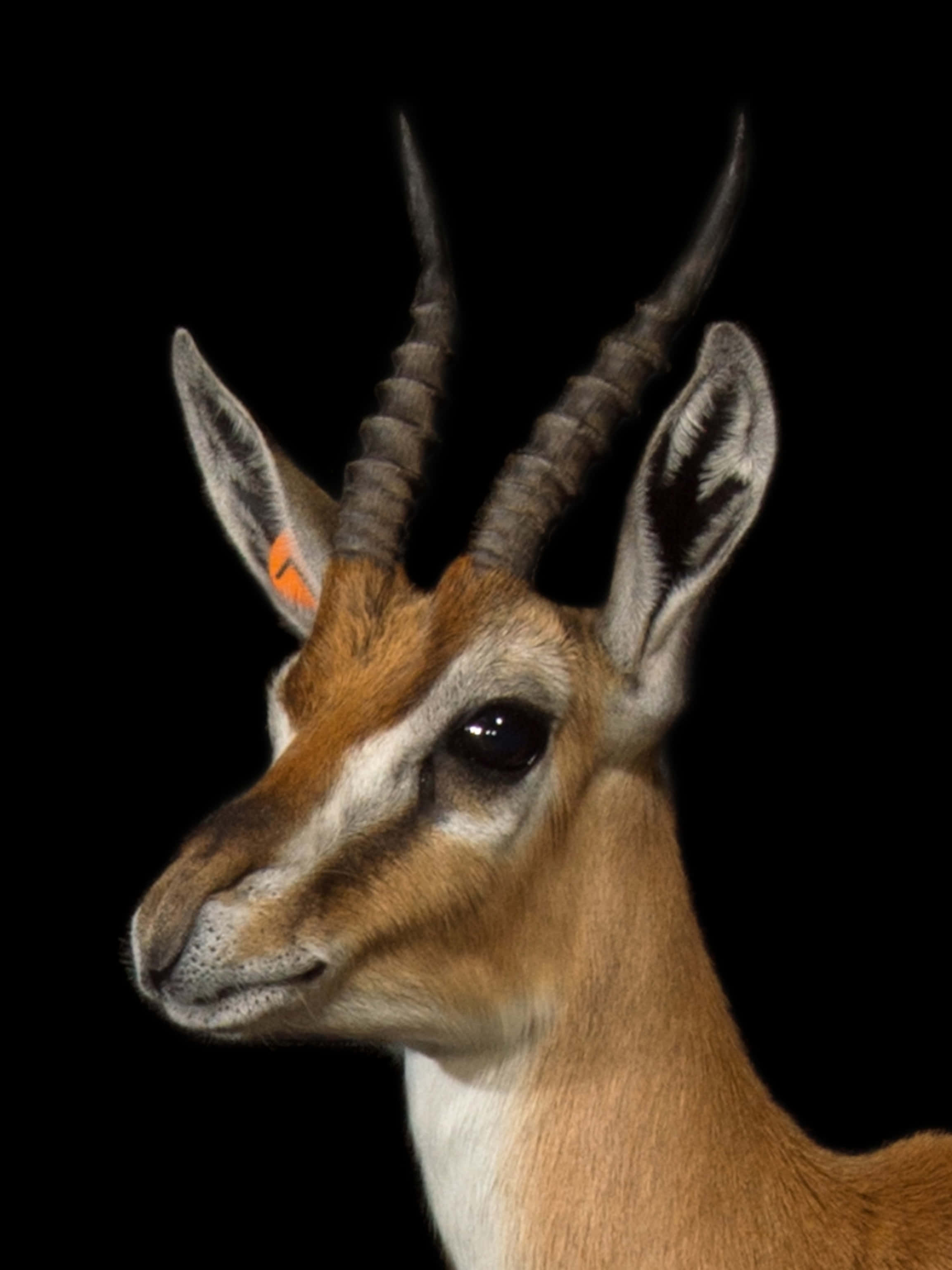 gazelle, savanna grasslands, striking horns, 2K Phone Wallpaper