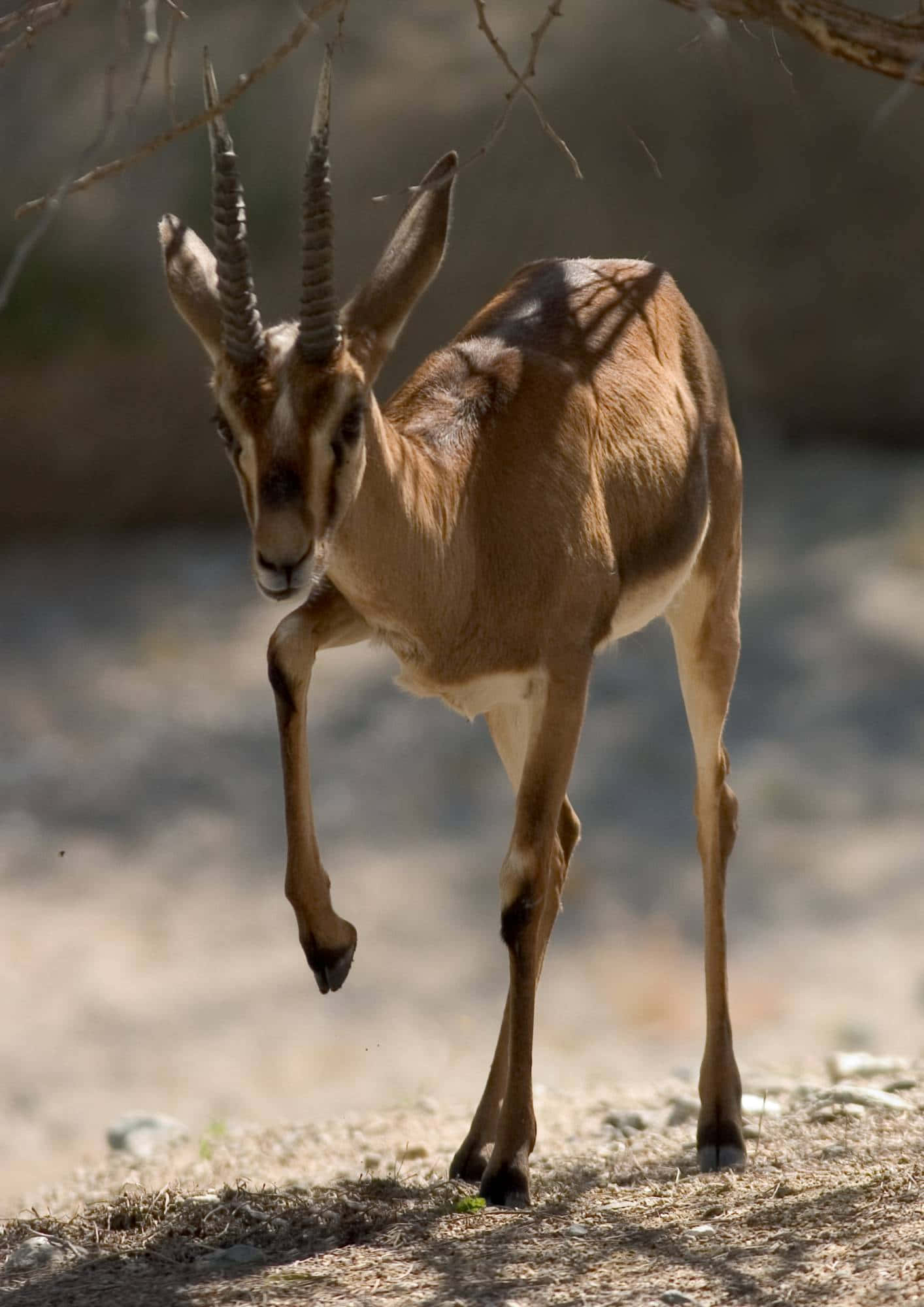 gazelle, sunlit meadow, dry earth, Full HD Phone Wallpaper