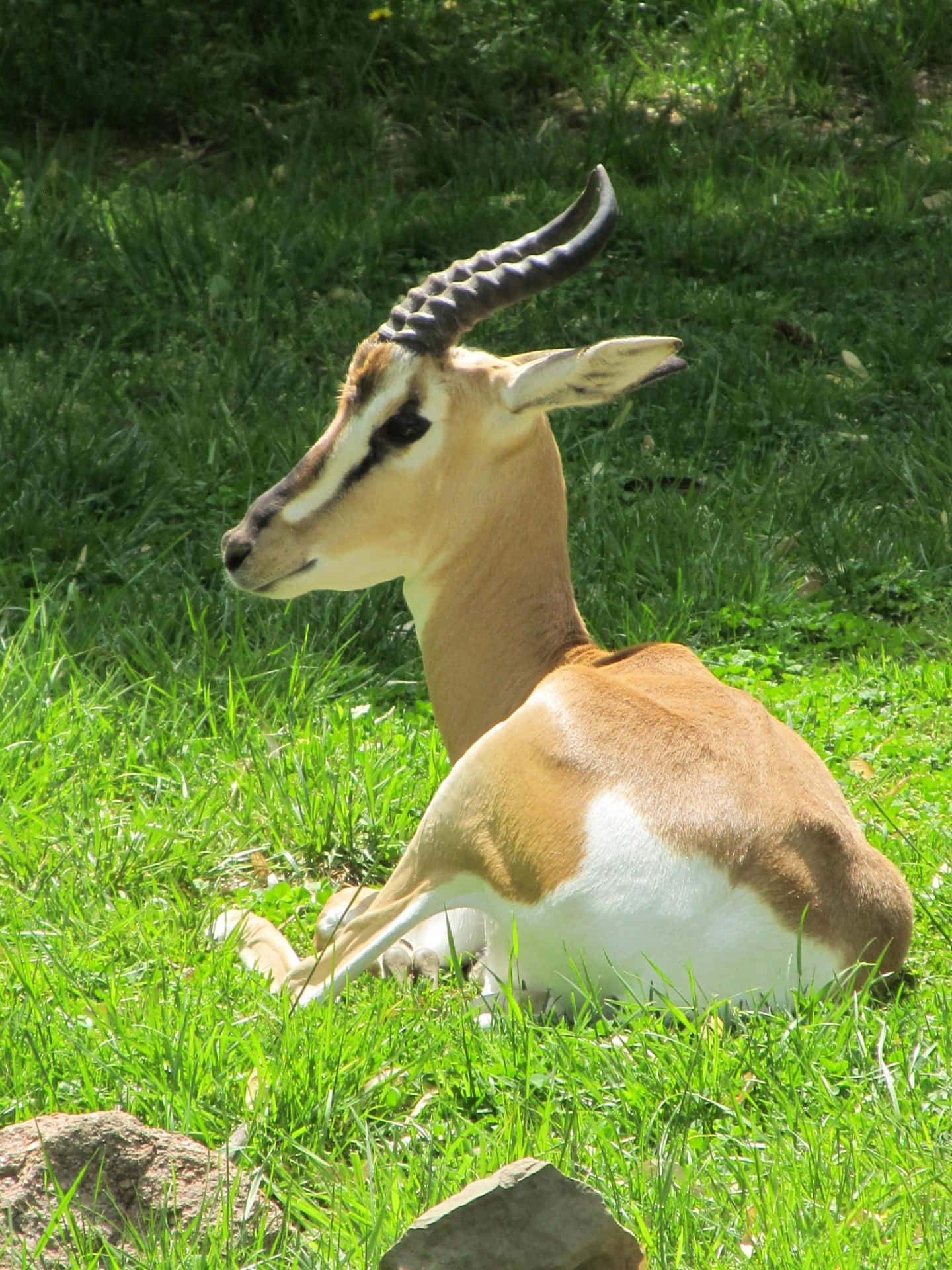 gazelle, curved horns, vibrant green grass, Full HD Phone Wallpaper