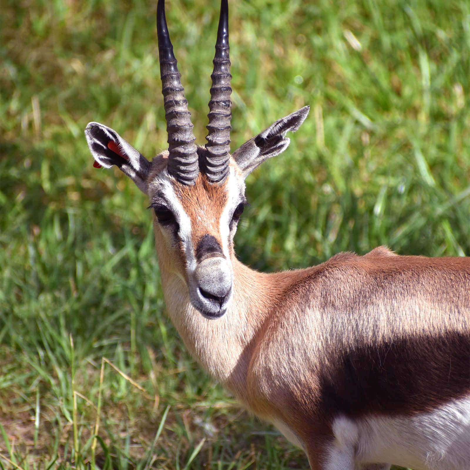 gazelle, long ringed horns, vibrant green grass, HD Desktop Wallpaper