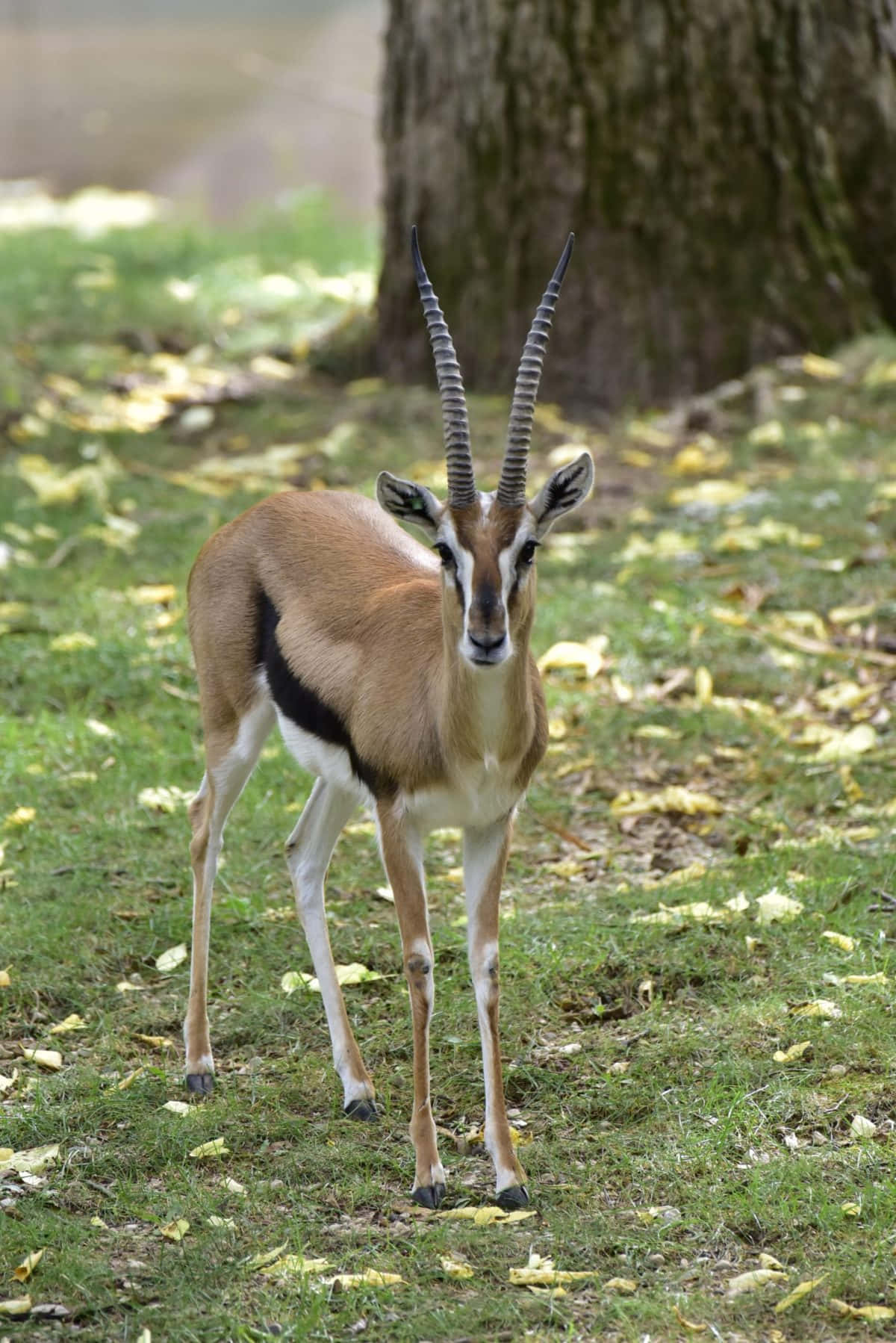 gazelle, grass, yellow leaves, HD Phone Wallpaper