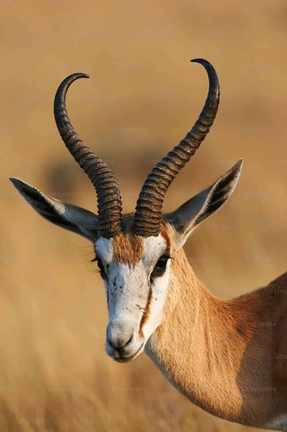 gazelle, springbok, spiraled horns, HD Phone Wallpaper