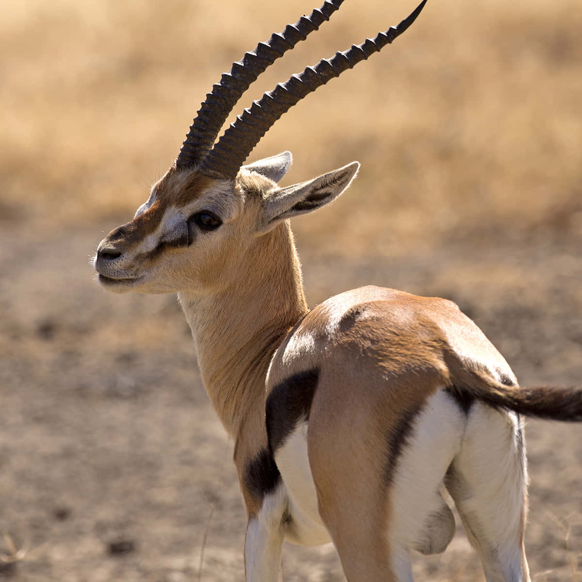 gazelle, dry golden grass, bright sunlight, SD Desktop Wallpaper