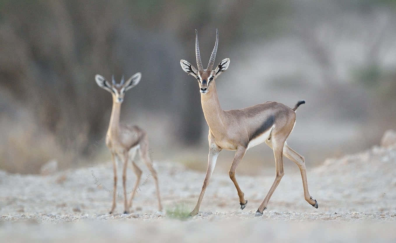 gazelle, sunlit arid plain, blurred dry brush, HD Desktop Wallpaper