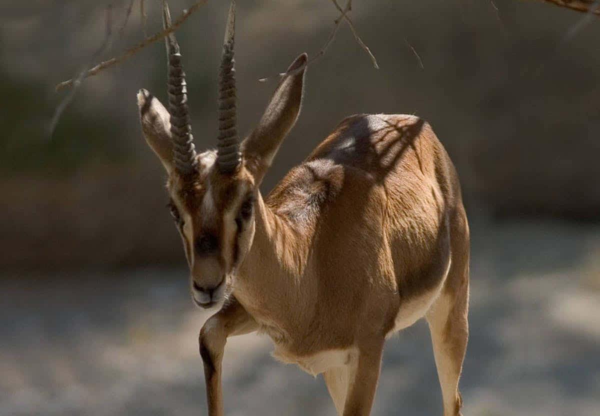 Gazelle, springbok, tan coat, SD Desktop Wallpaper