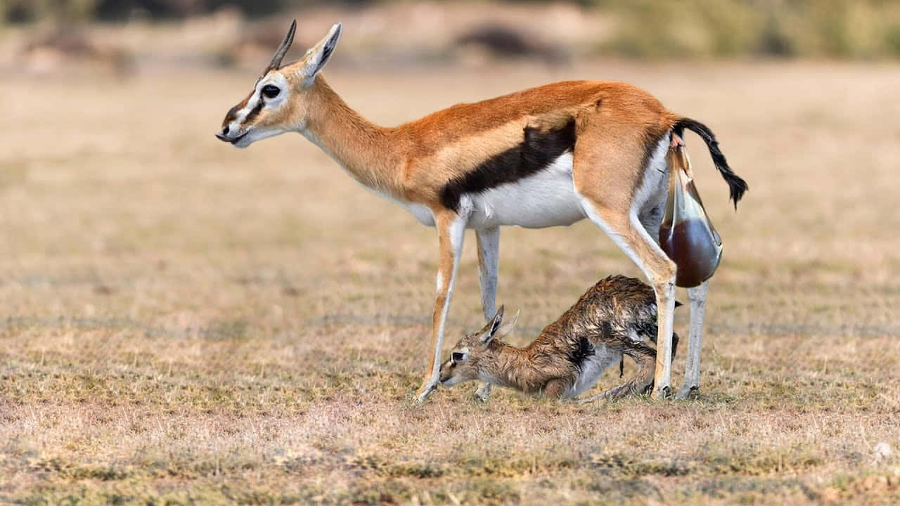 gazelle, mother, newborn, HD Desktop Wallpaper